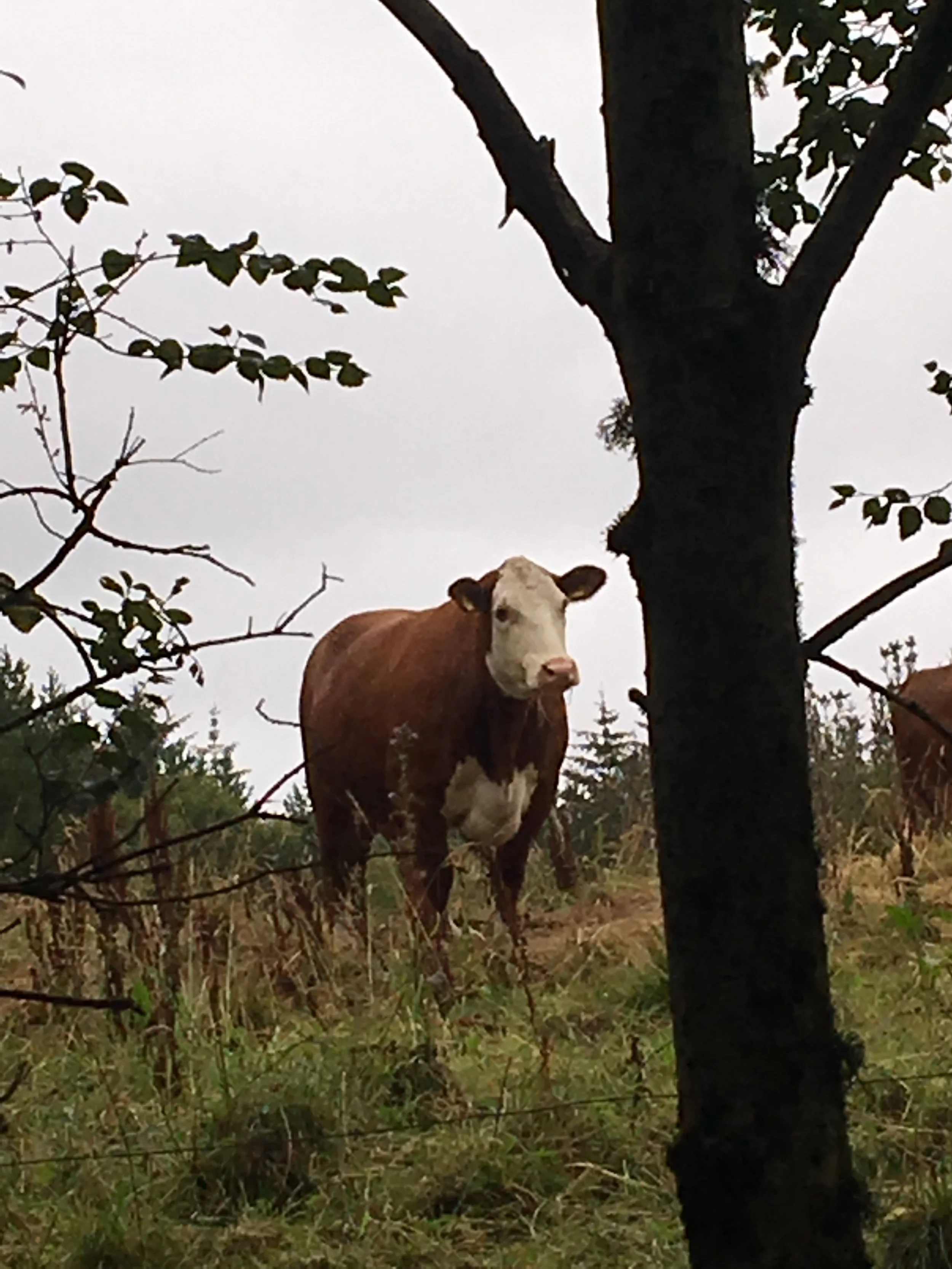 A cow standing in a grassy field with trees and an overcast sky in the background.