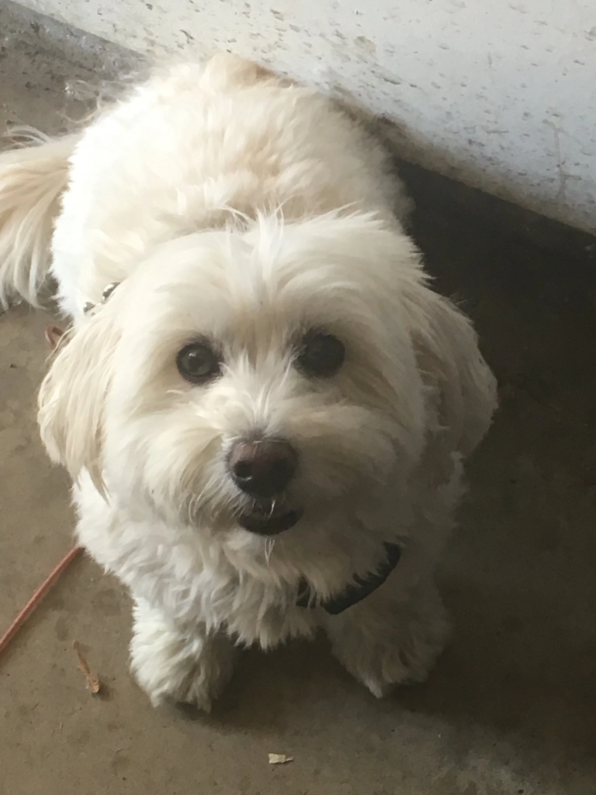 A small, fluffy white dog with dark eyes and a black nose sitting on the floor looking up at the camera.