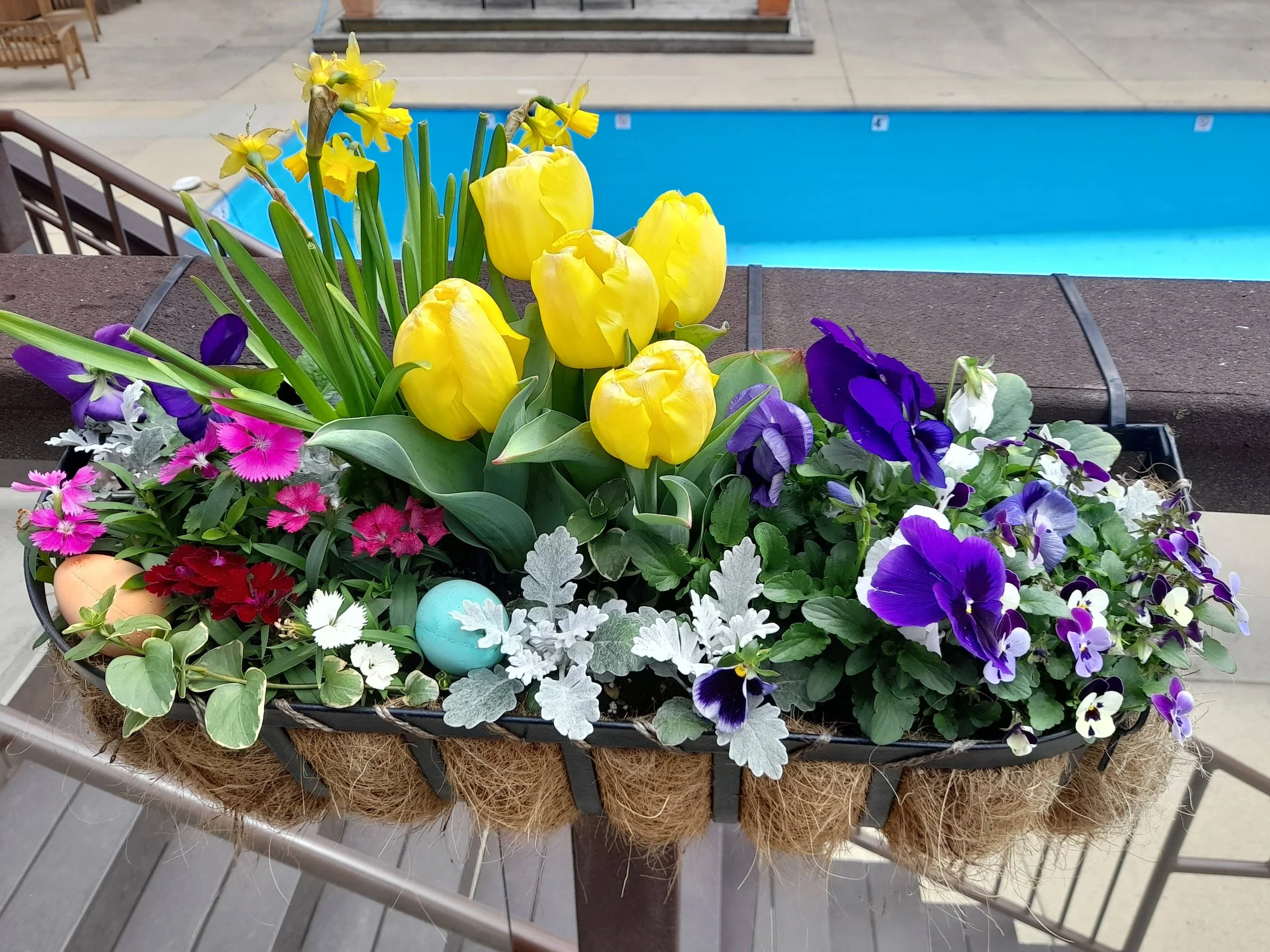 A decorative planter filled with yellow tulips, purple pansies, pink and red dianthus, and other assorted flowers, decorated with silver-gray foliage, placed on a table in front of a swimming pool.