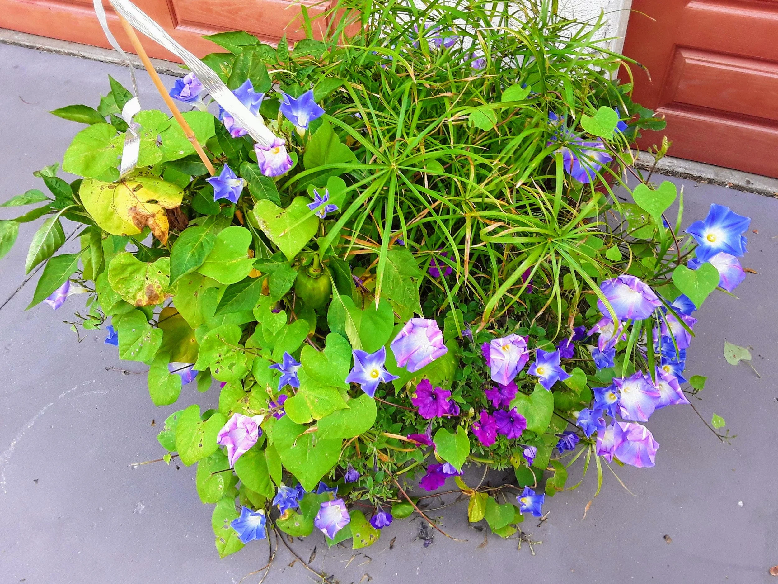A flower pot with various colorful flowers including purple, blue, and pink blooms, placed on a gray concrete surface next to a brown wooden door.