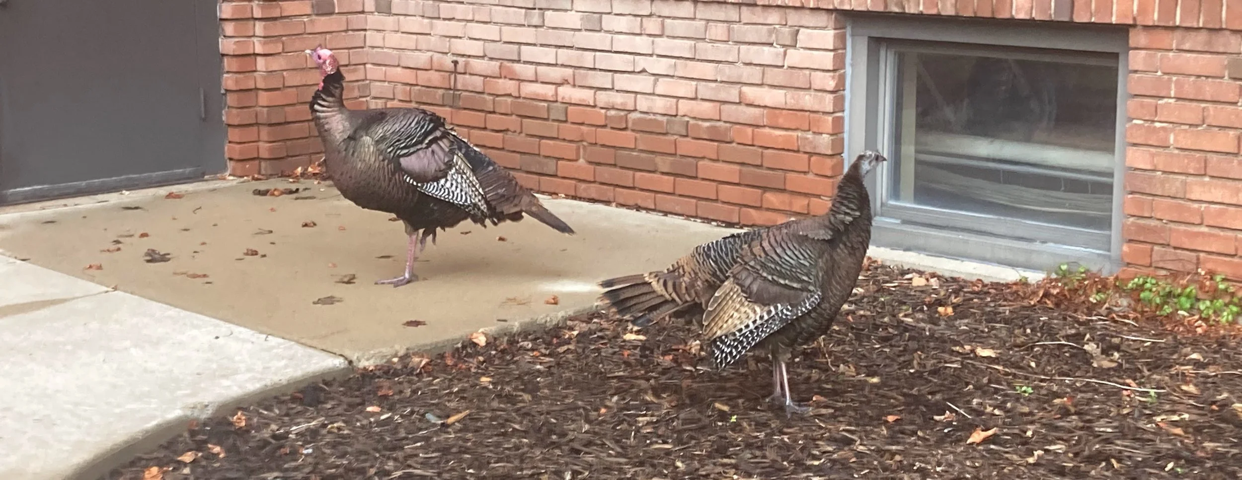 Two wild turkeys walking on mulch near a brick building with a window and a door.