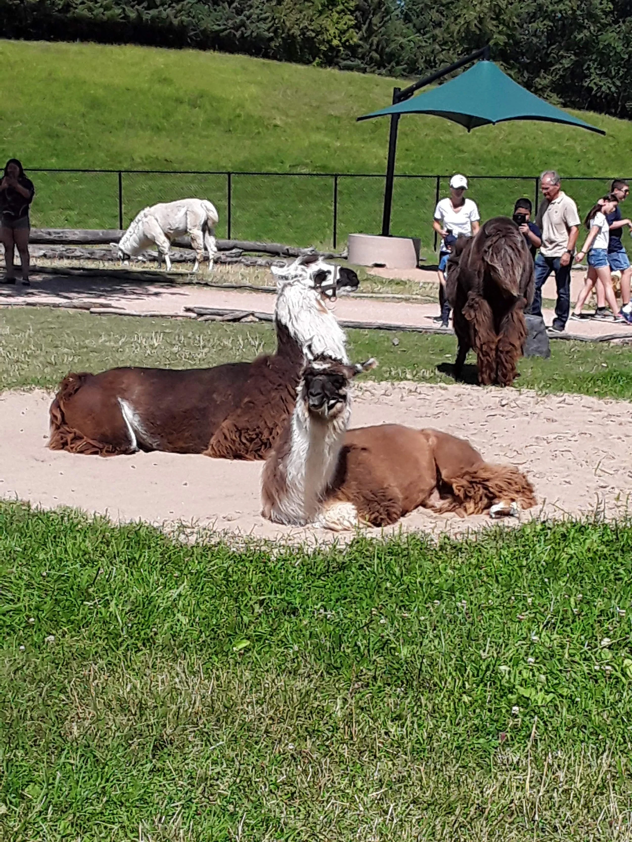Llamas resting on a sandy area in a zoo, with people walking and observing in the background.