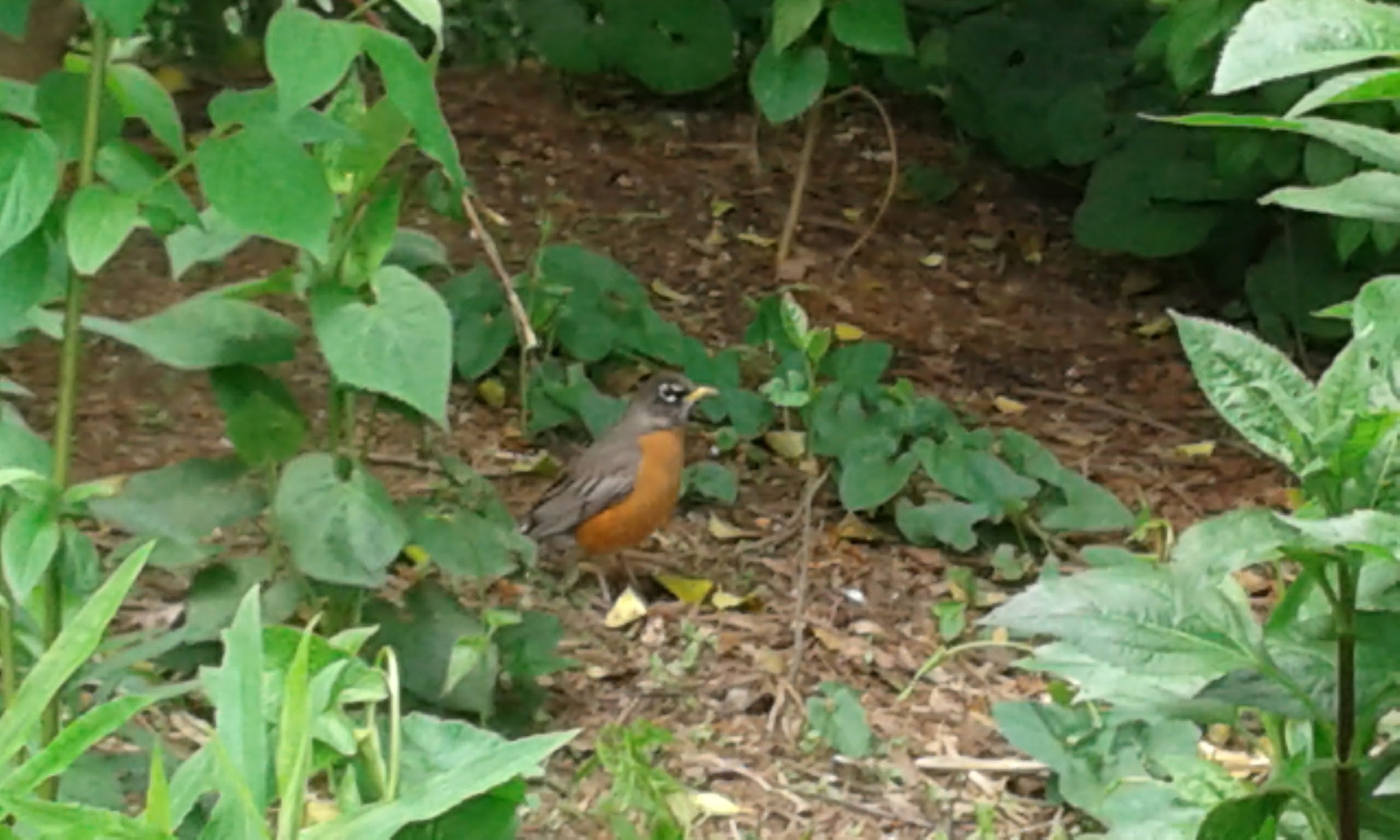 A small bird with brown and orange feathers standing on the ground surrounded by green foliage.