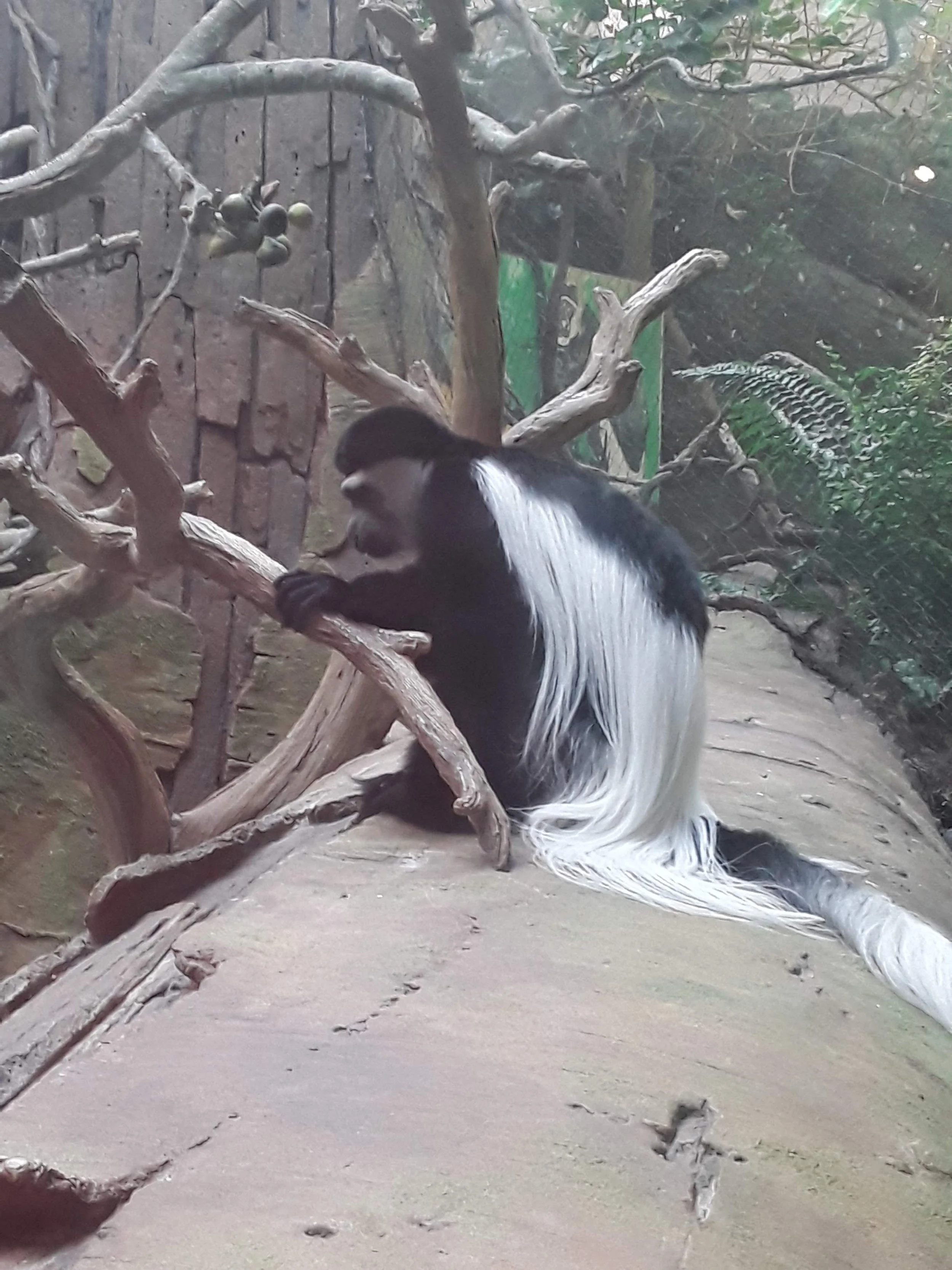 A black and white Colobus monkey sitting on a tree branch.