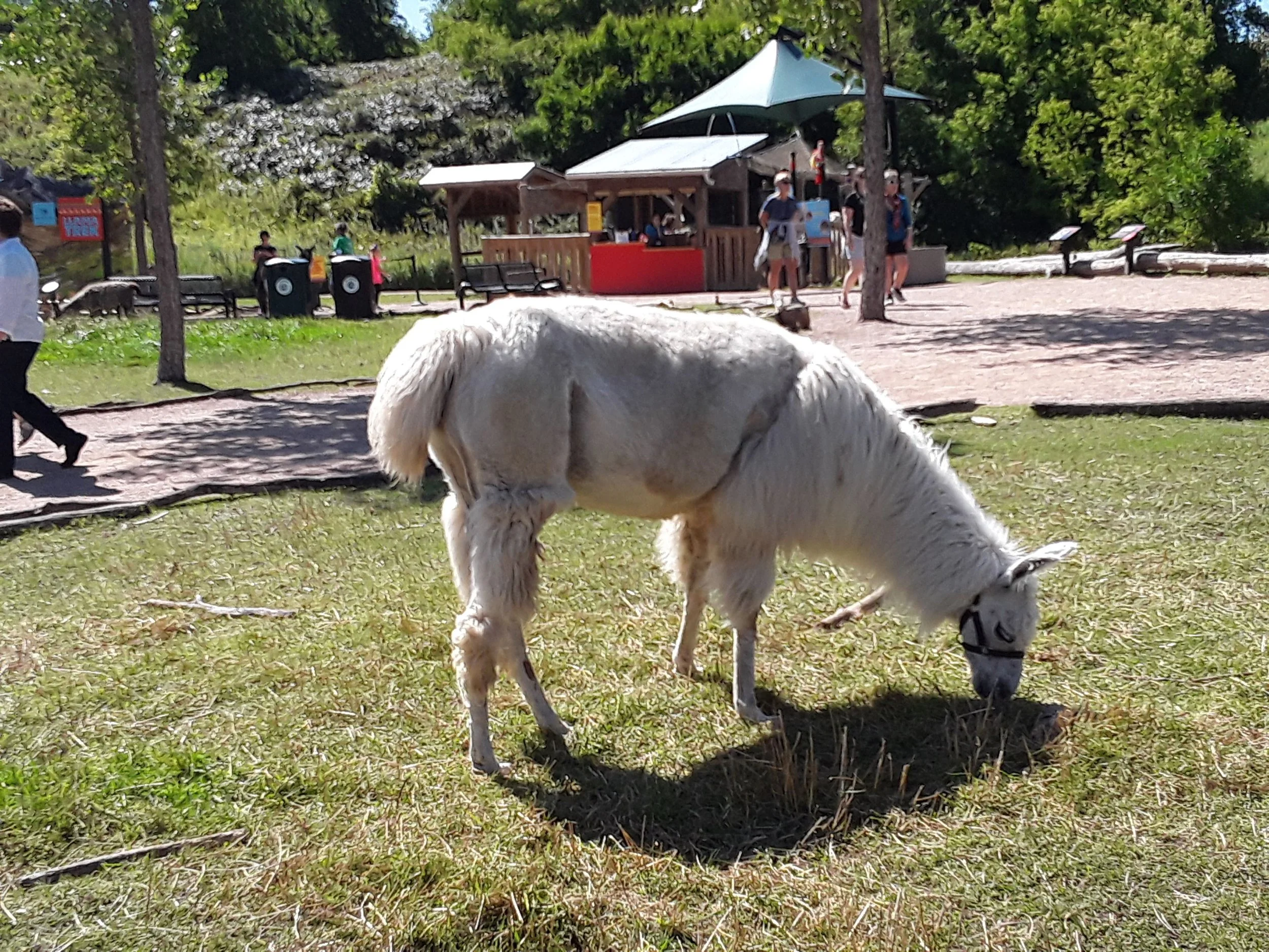 A small white llama grazing on grass in a park with trees, benches, and a kiosk in the background, with several people walking nearby.