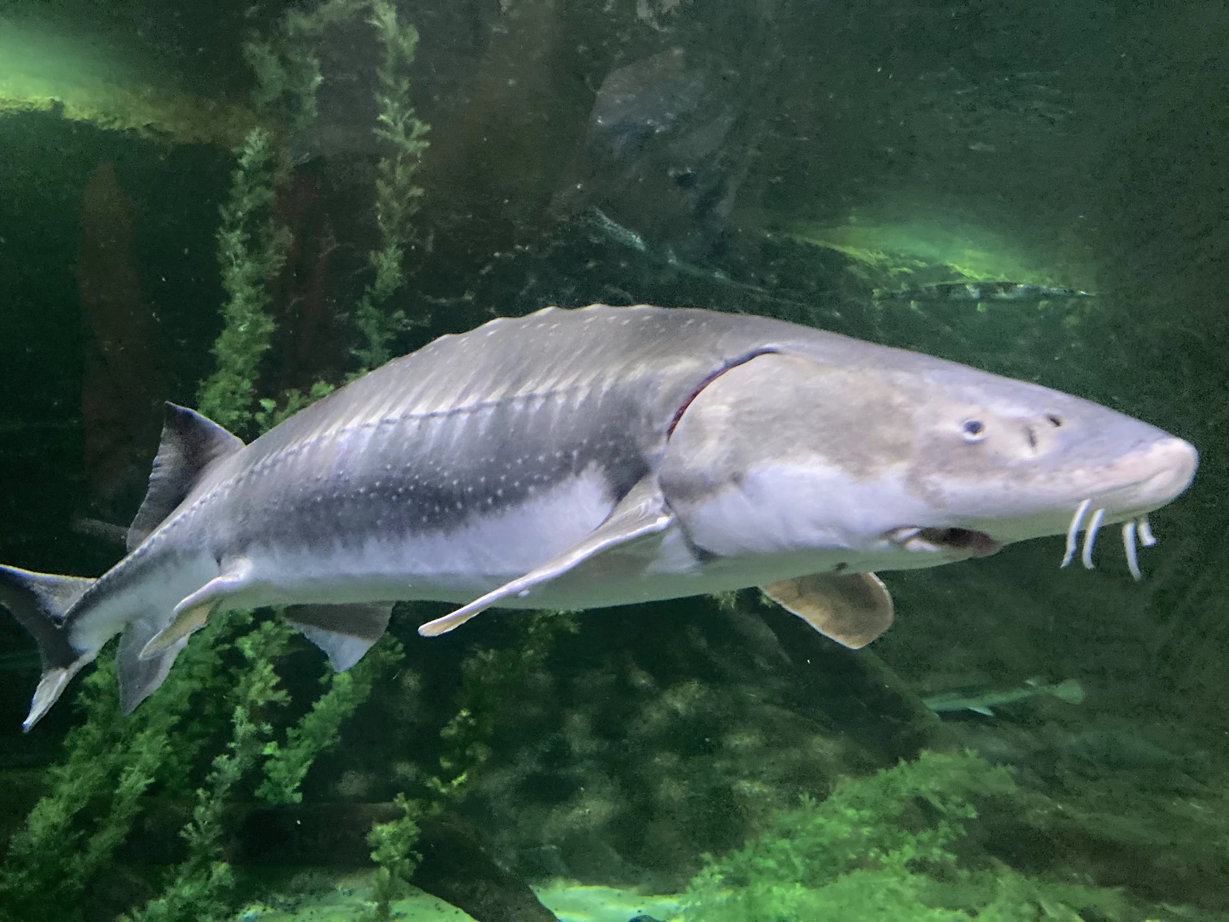 A large fish swimming underwater near green aquatic plants and rocks.