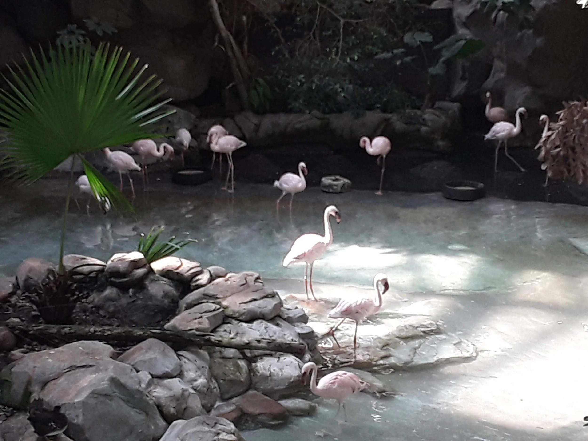 Group of flamingos in a pond with rocks and green plants around.