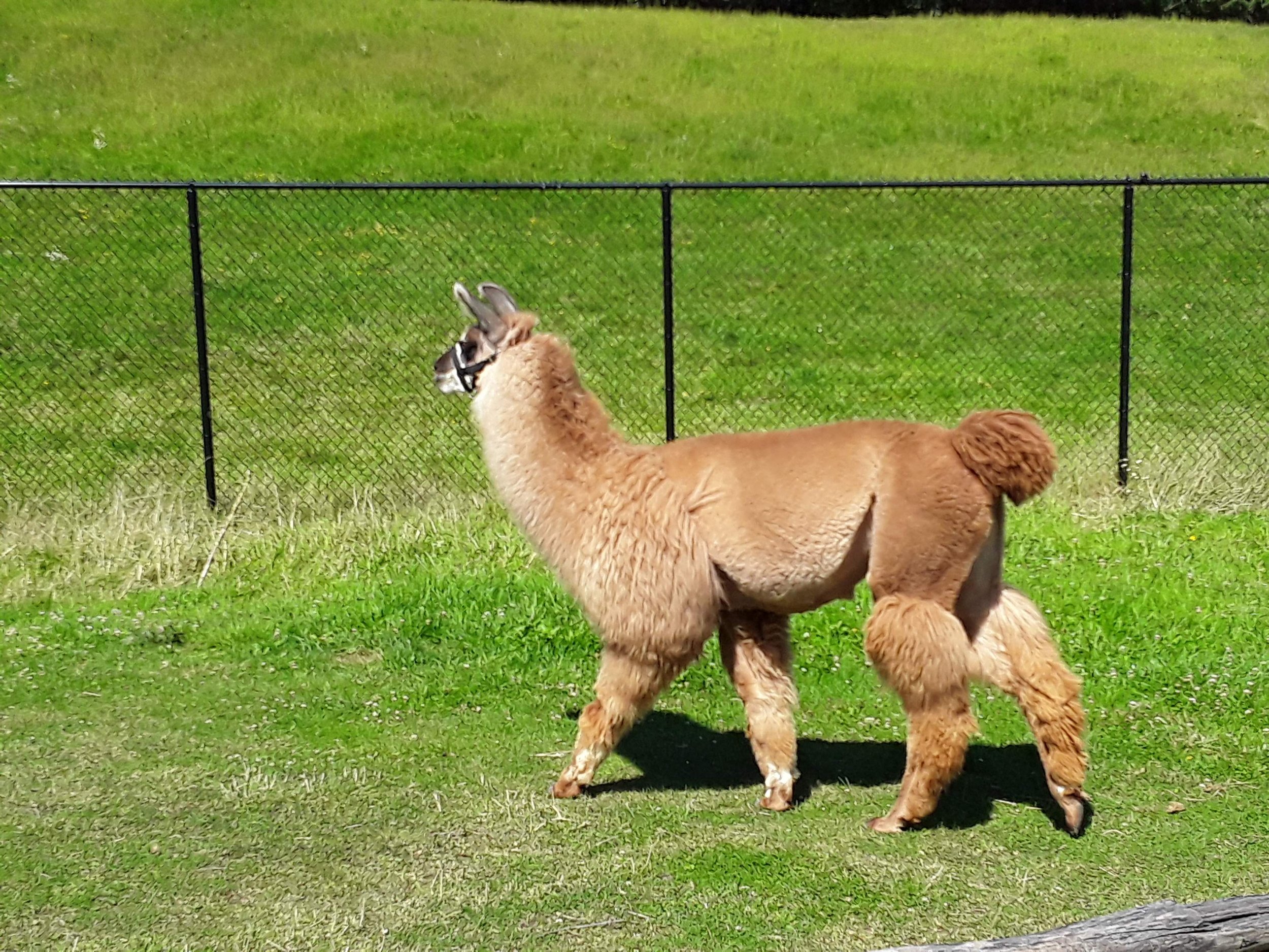 A brown llama standing on green grass in front of a black metal fence with a grassy field behind it.