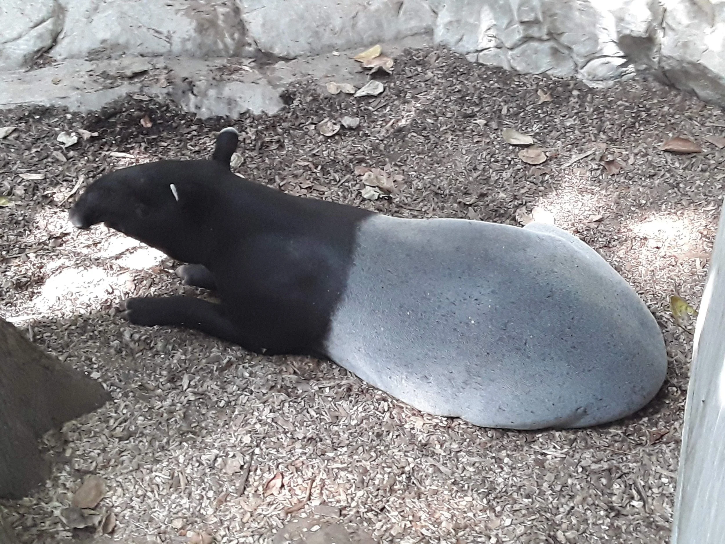 A baby penguin lying on the ground next to a large, smooth, gray rock, with dry leaves and dirt around.