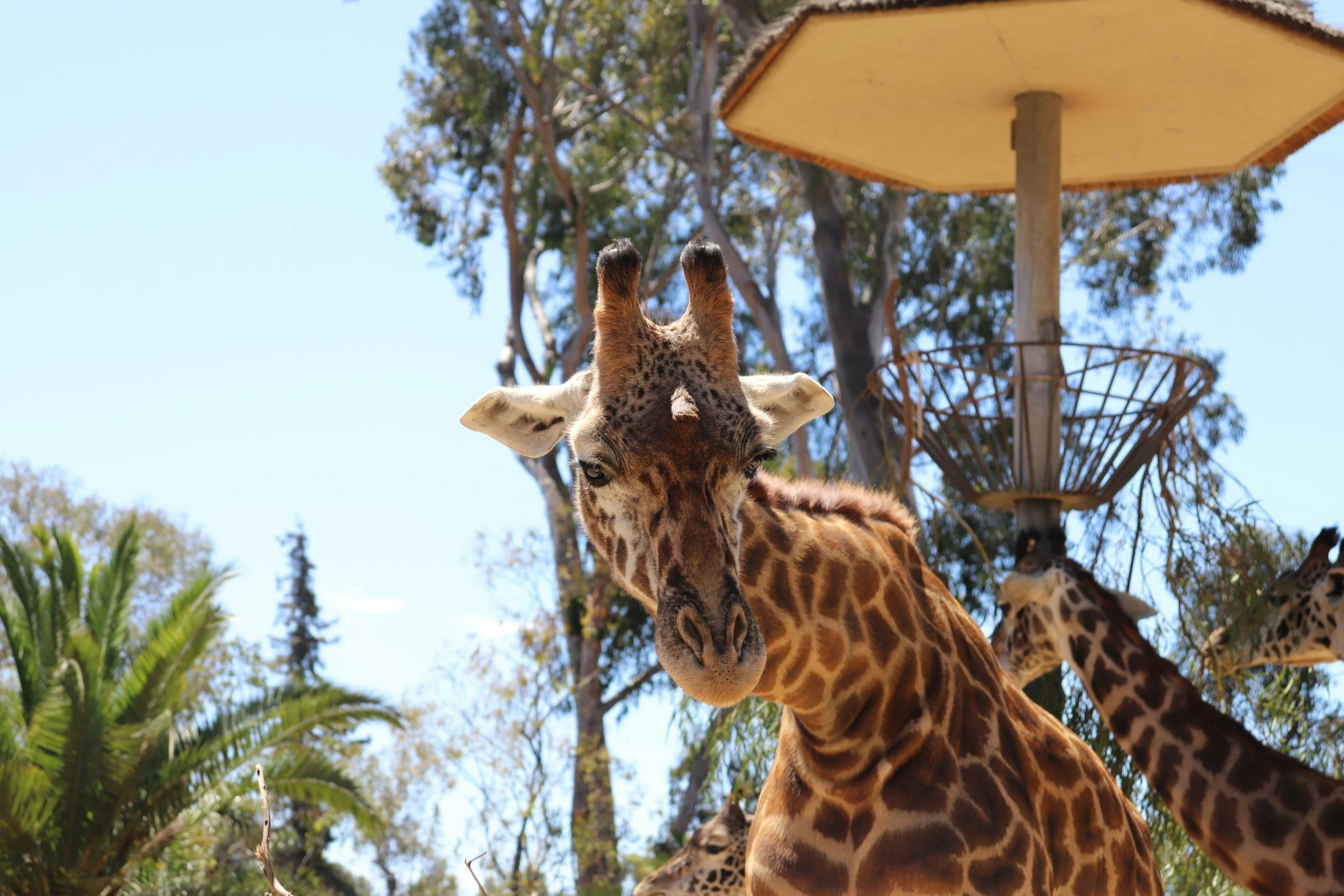 Feed Giraffes
