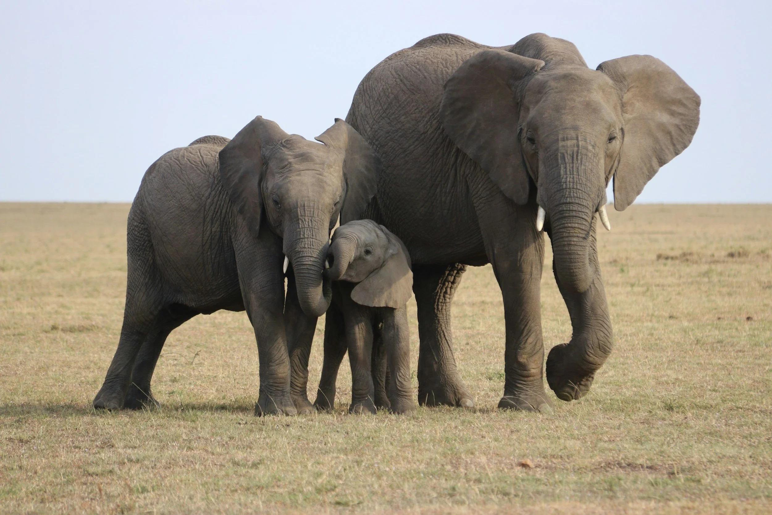Meet Orphaned Elephants