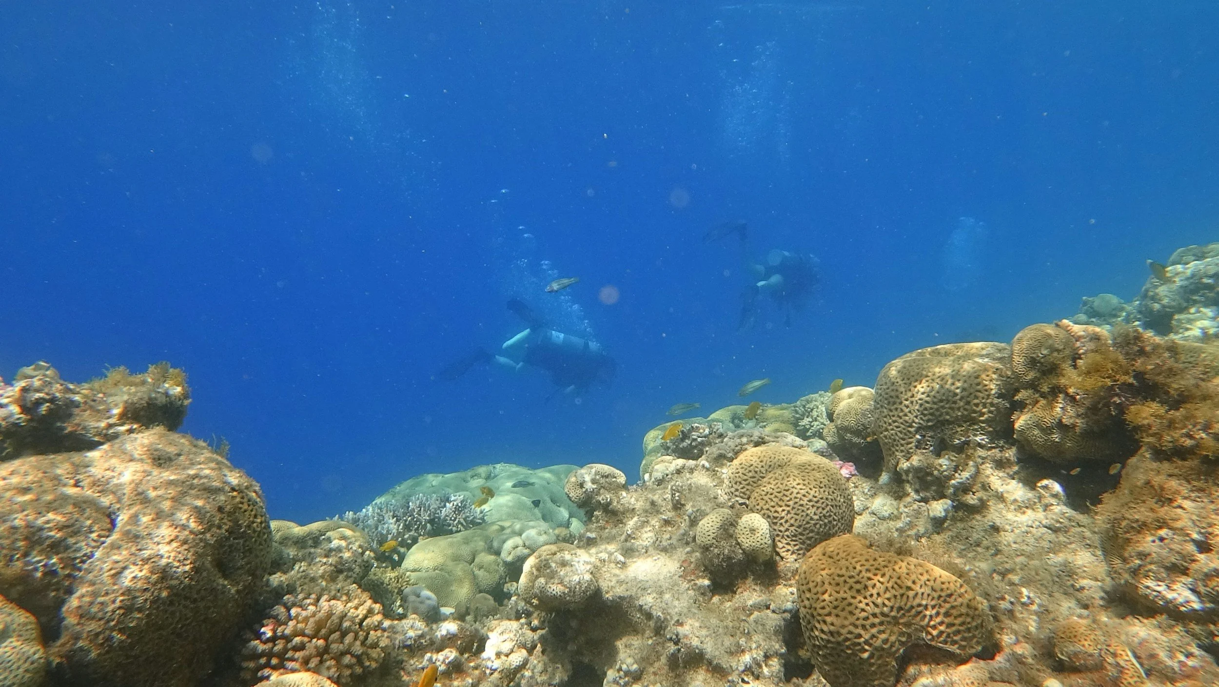 Snorkel Watamu Reefs