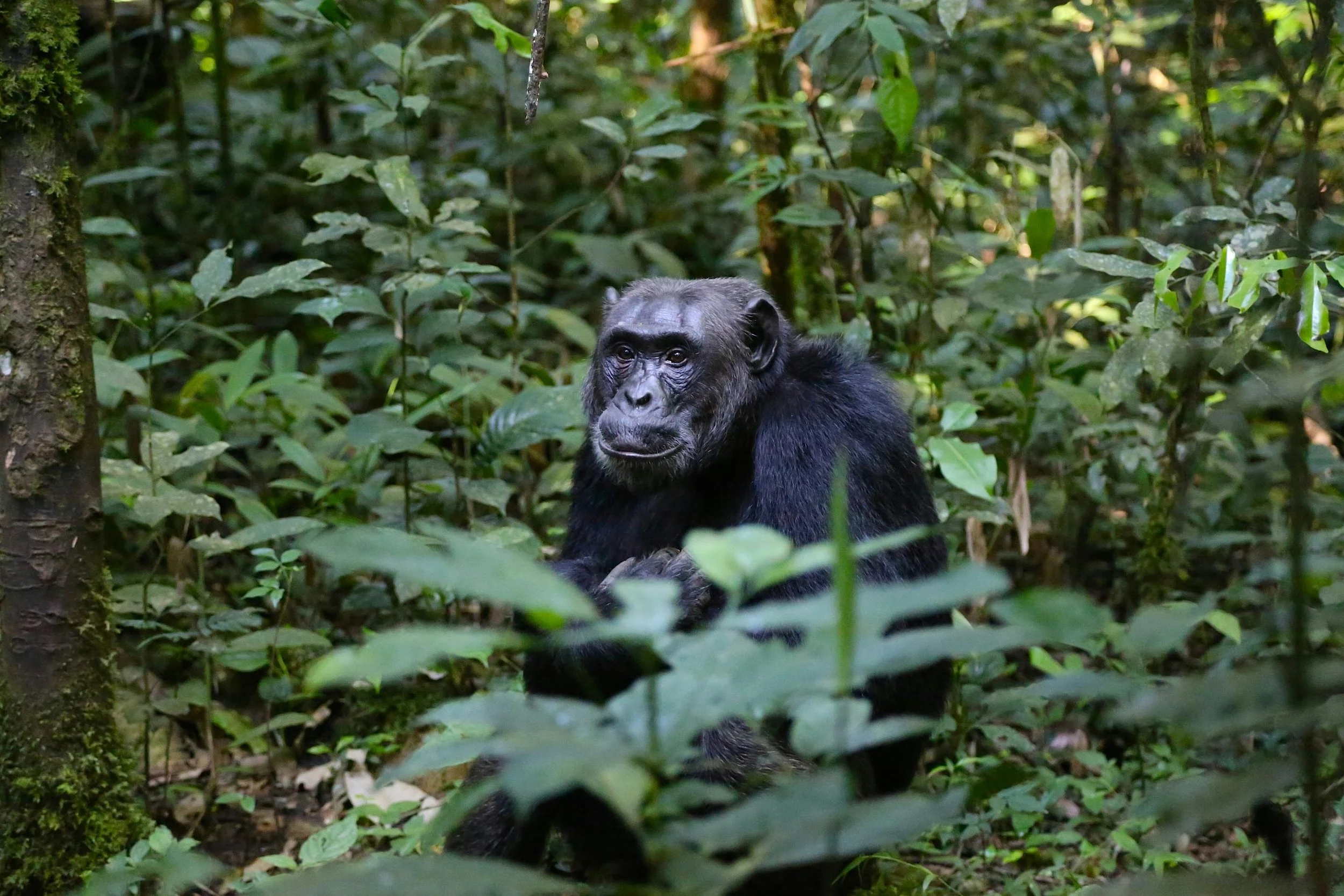 Uganda or Rwanda.jpg