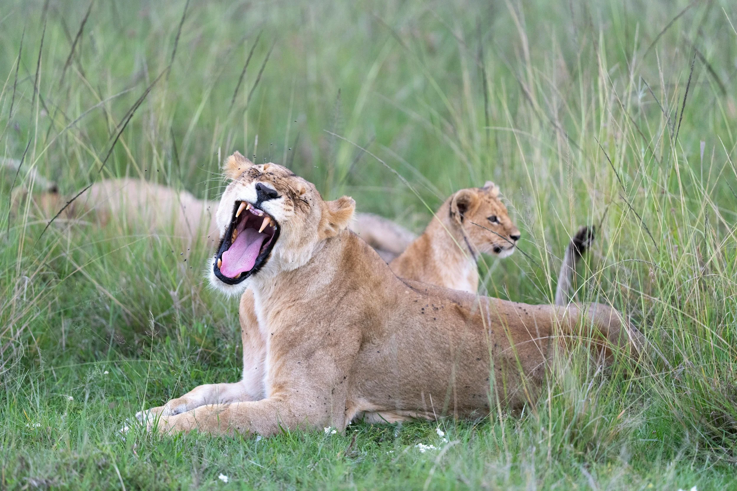 Kenya or Tanzania 3.jpg