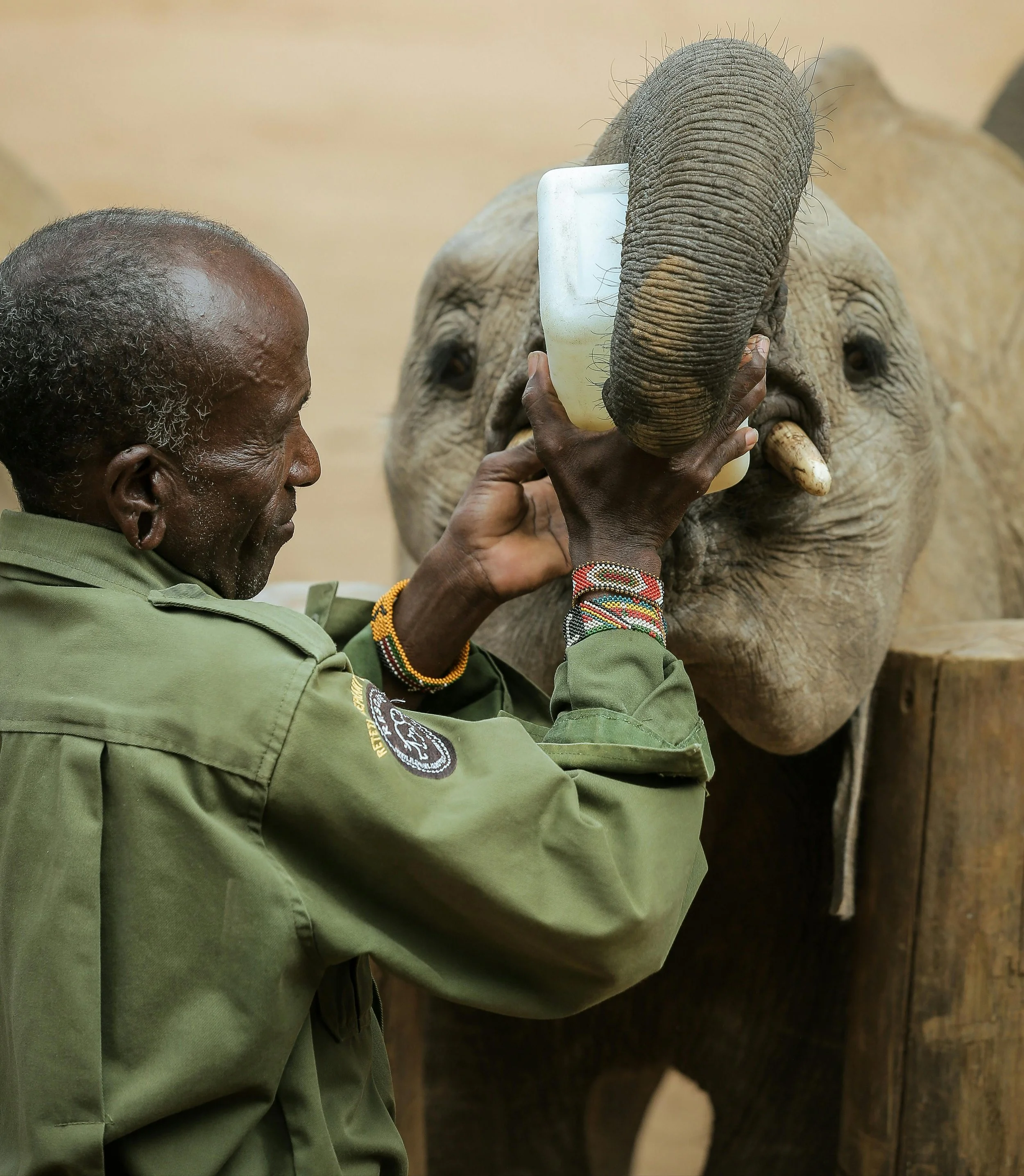 Kenya (Sheldrick Elephant Orphanage).jpg