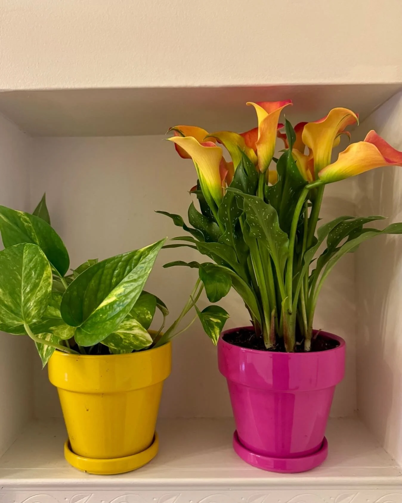 plants, but make them bright 😍 #callalilyplant #pothos