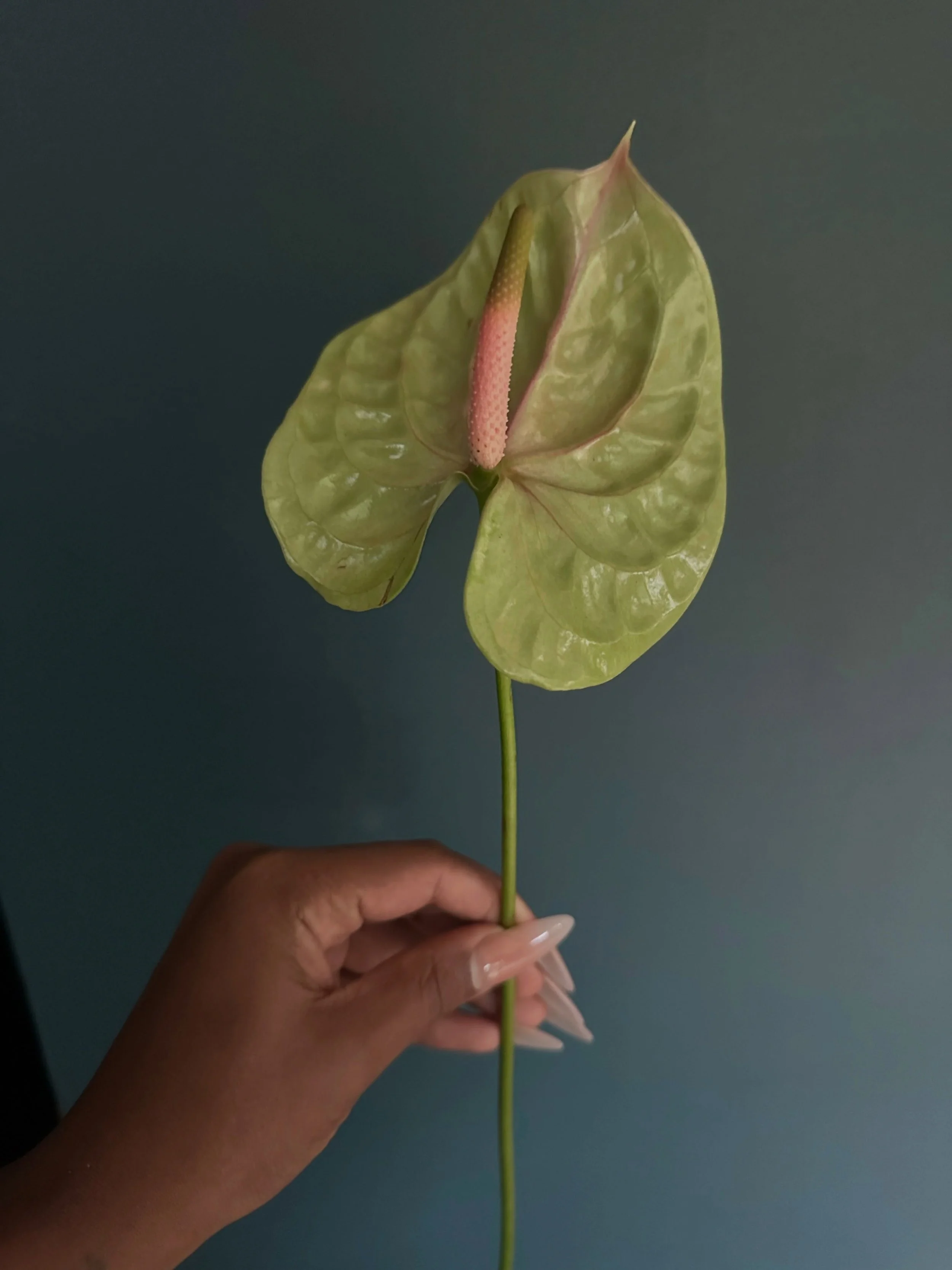 a solo moment for this beauty! she&rsquo;s a star #anthurium