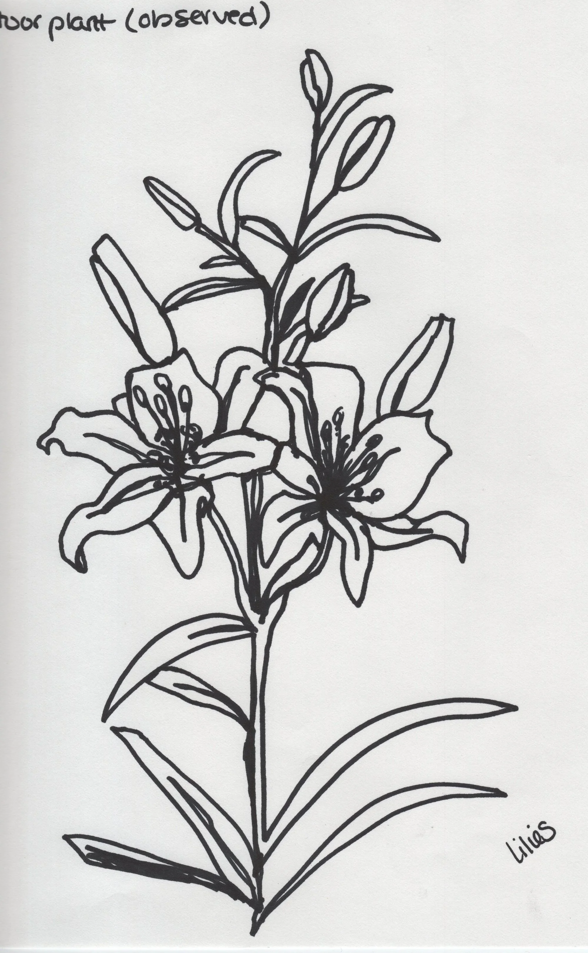 Continuous+Lilies+College+2009-2013.jpg