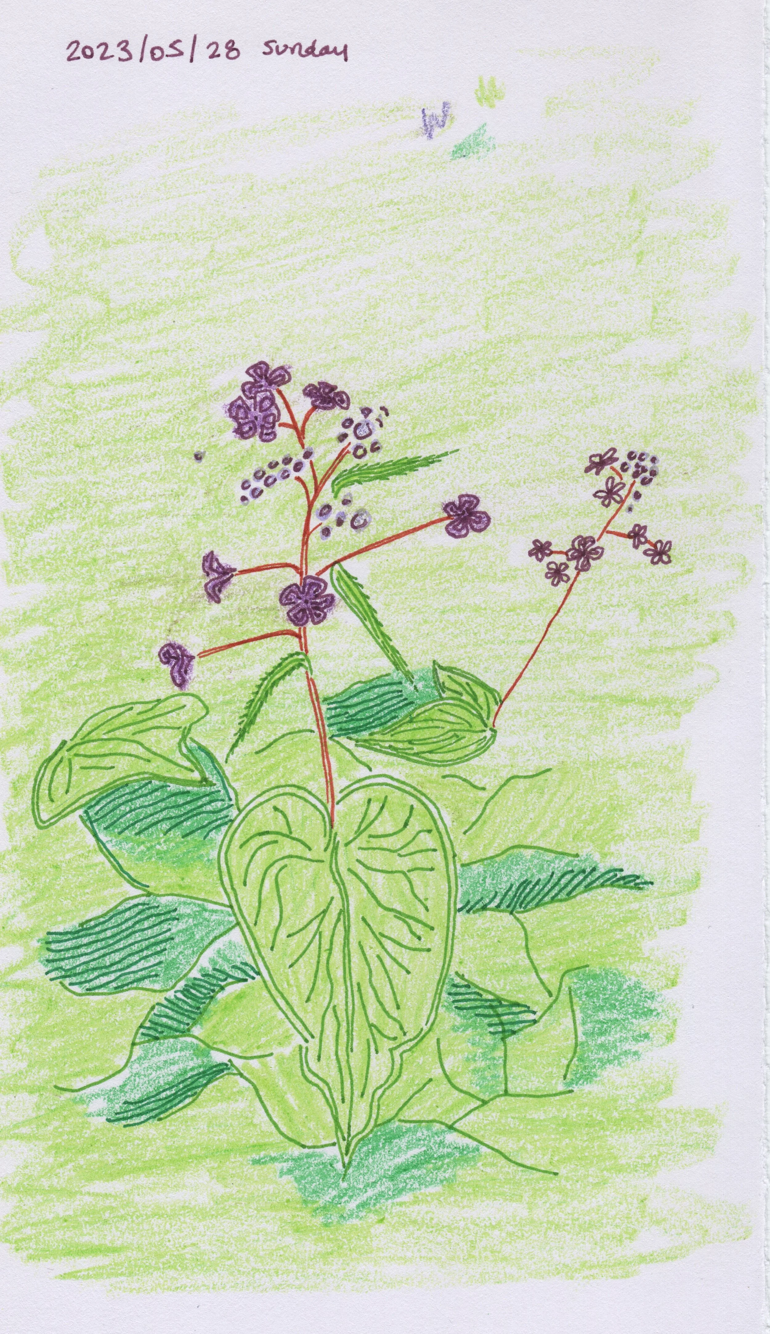 Flowers Mixed Media Dwg 2023.05.28.jpg