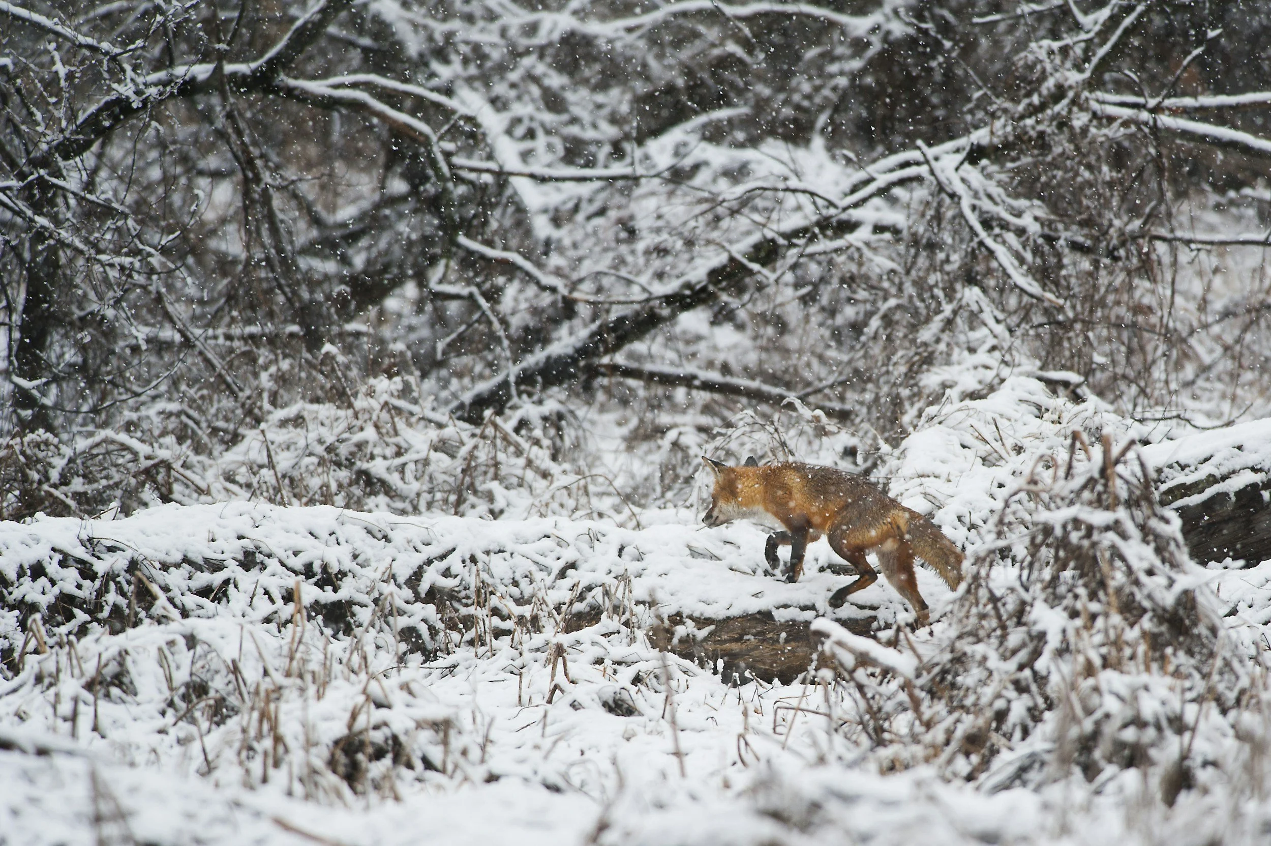 A fox walking through a snow-covered forest with snow falling.