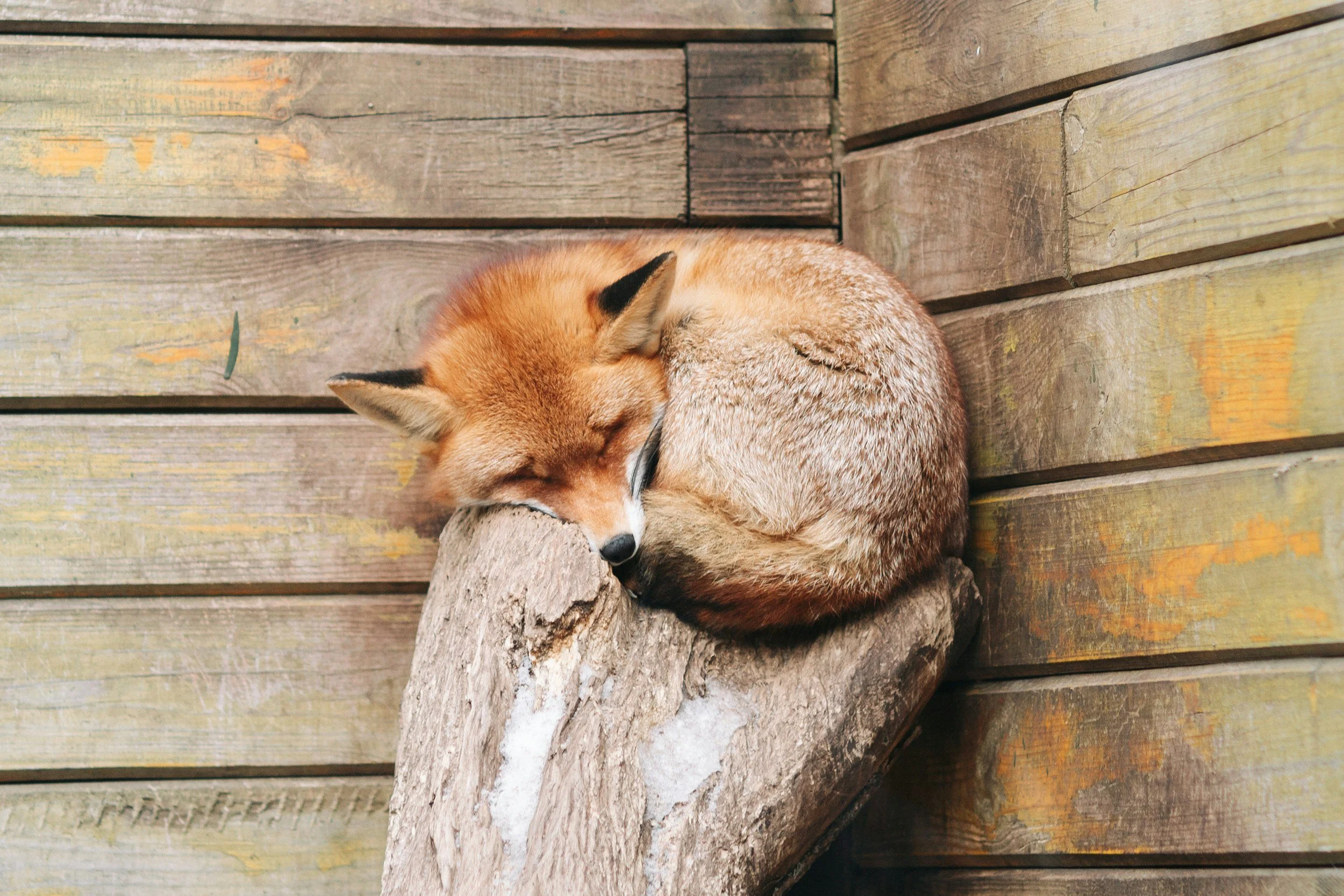 A fox curled up and sleeping on a piece of wood against a wooden wall.