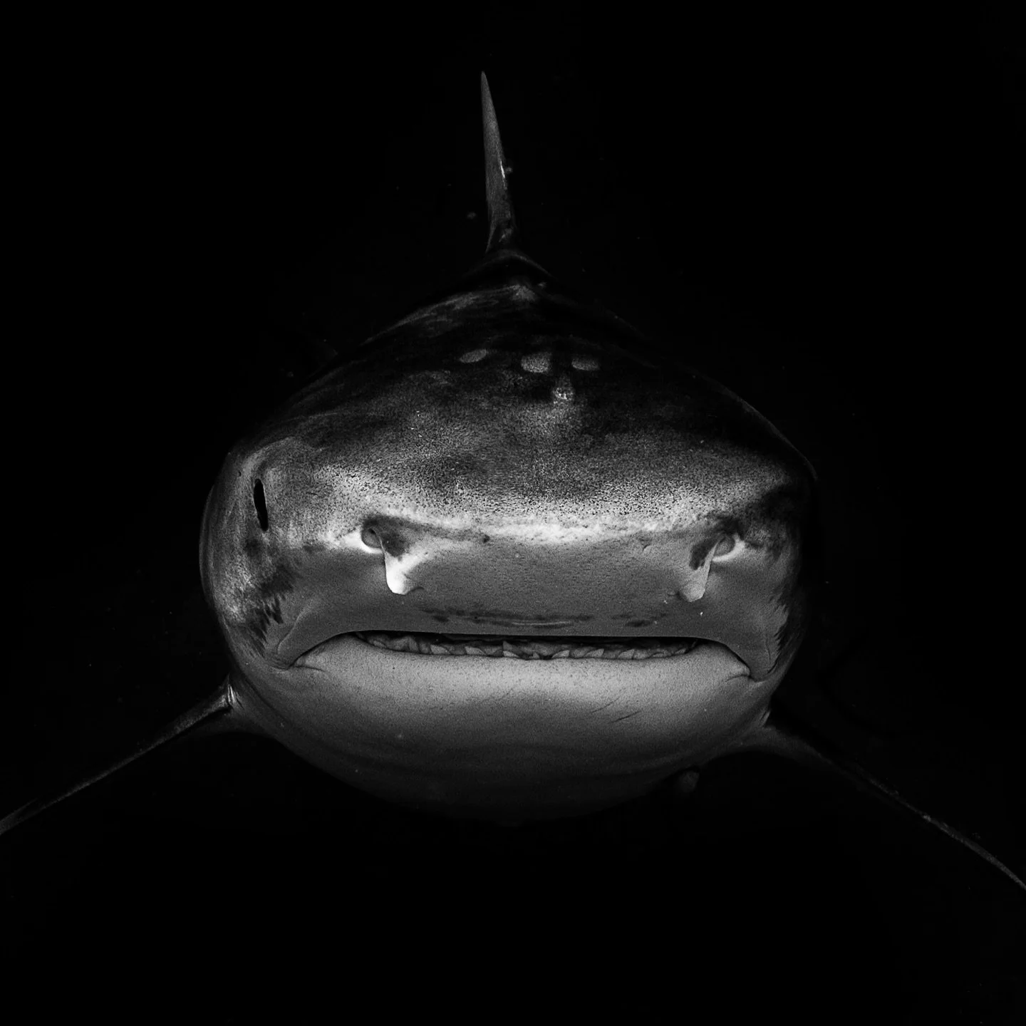 Alone in the water.
Facing the raw power of nature.
No human trace, nothing artificial.
Only silence, the current &mdash; and his gaze.
In this encounter, the beauty of the world reveals itself &mdash;
pure, wild, essential.

#tigersoftahiti #sharksp