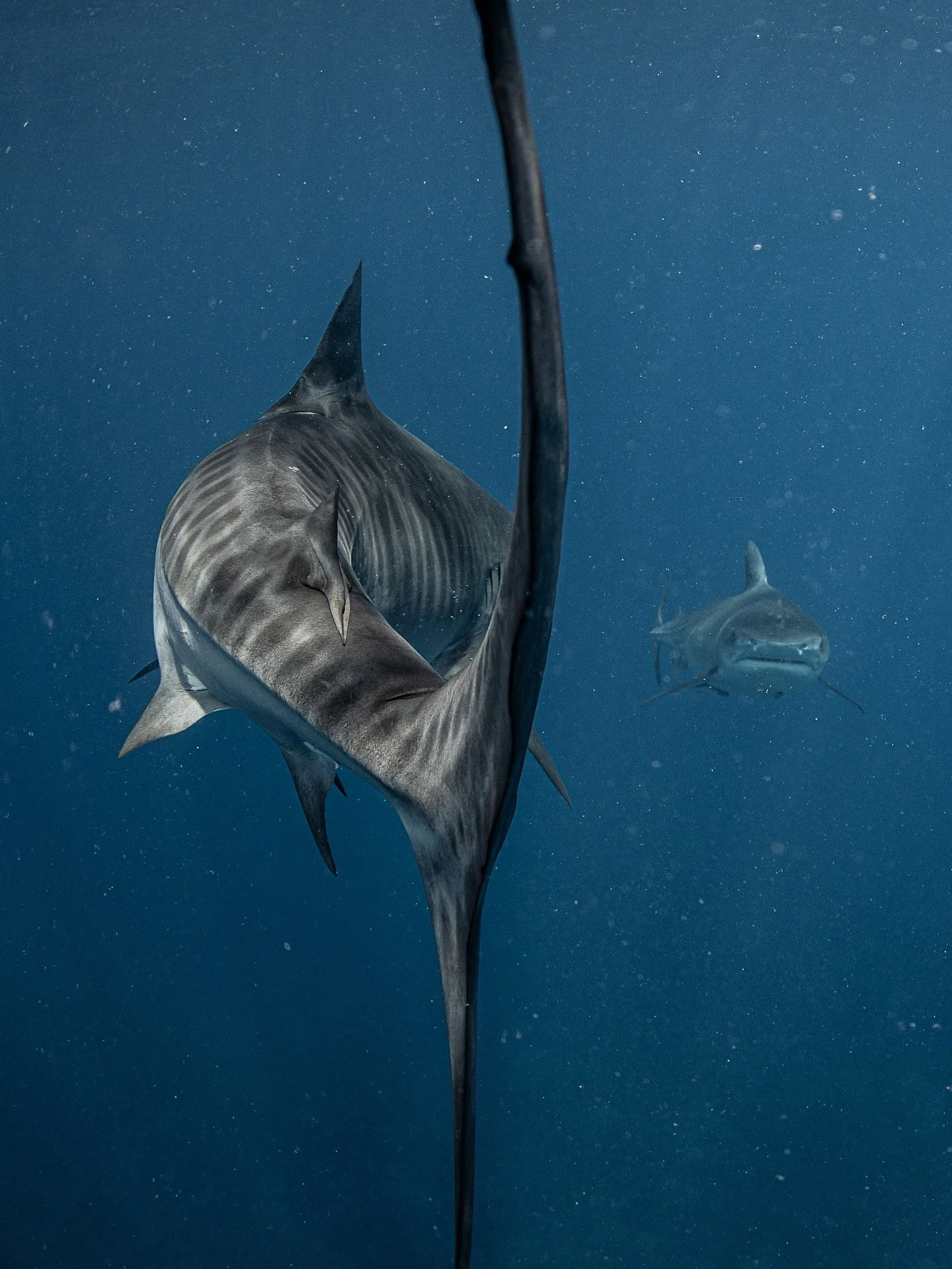 They remind me that strength can be silent
.
📍tuamotus with brother @patea_alexandre 
.
#tigersoftahiti #tigershark #oceanwisdom #blueplanet #respecttheocean #wildharmony #tuamotu #sharkconservation #oceansoul