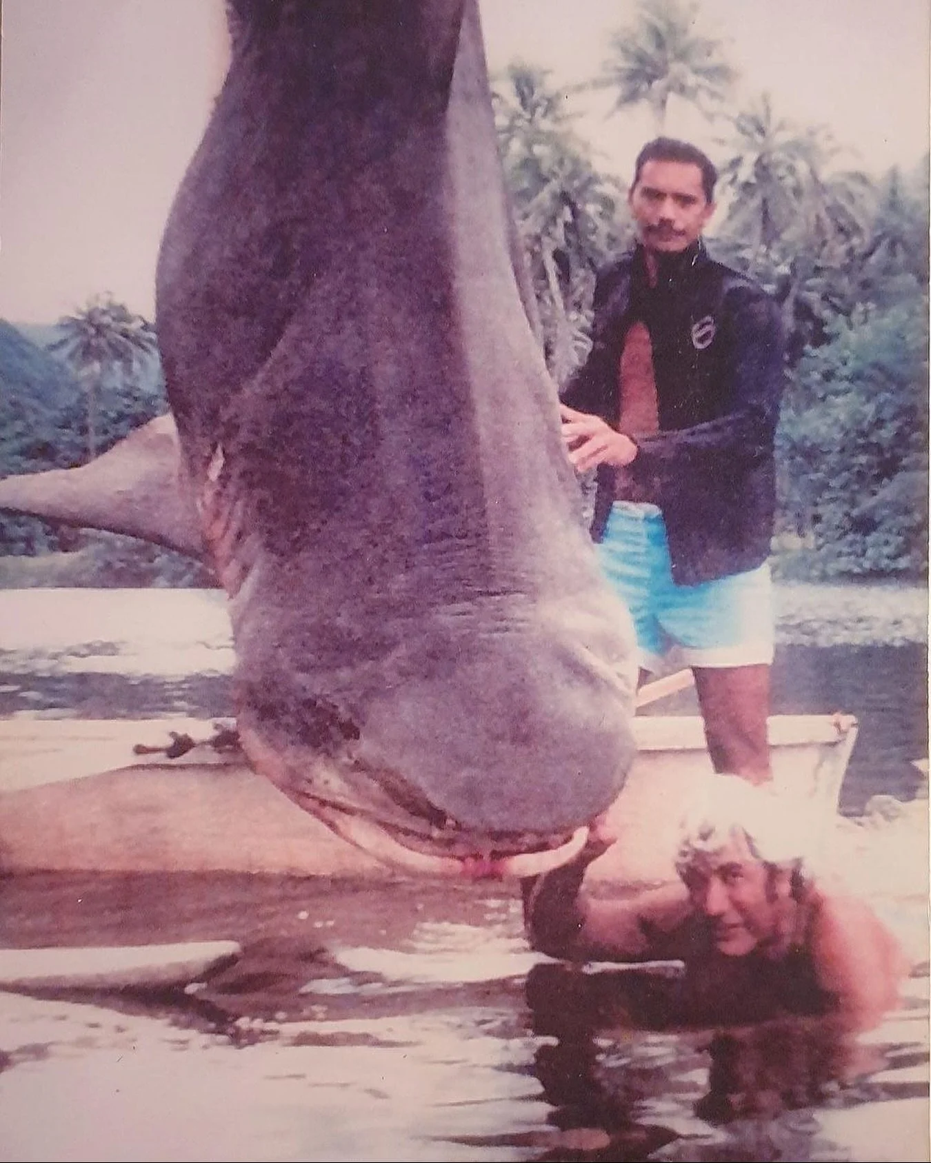 🦈🦈💙
In January 1995, at the mouth of the Vaihaa River in Hitia&rsquo;a, fishermen discovered this tiger shark in their net. The shark was swimming upriver and was caught in the net, but did not come out alive. At the time, such a catch was a sourc
