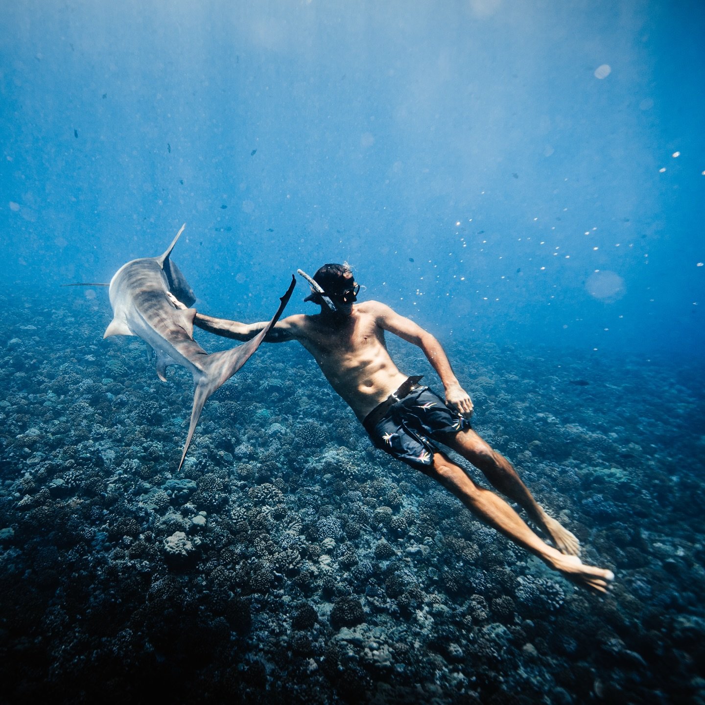 Face to face with one of the ocean&rsquo;s greatest legends.
A moment of respect, trust, and connection.
Out here, it&rsquo;s not about fear &mdash; it&rsquo;s about freedom, balance, and understanding the wild spirit of the sea. 🦈🌊 
.
#tahiti #tig