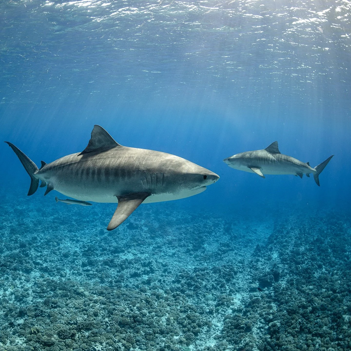 Diving into life is like swimming with the giants of the ocean.
We move in silence, with an open heart, respecting the other&rsquo;s dance.
When we do what we love with love and respect,
it&rsquo;s like following the current &ndash; everything become