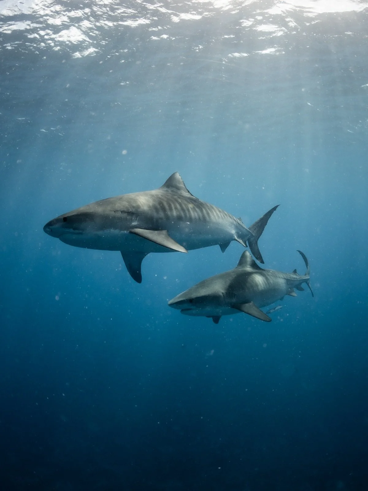 🦈🦈
They patrol the depths like ancient gods.
Massive, calm, unpredictable.
Their stripes aren&rsquo;t just for show &mdash; they tell a story of camouflage, evolution, and precision.

When they&rsquo;re around, nothing else exists.
No surface, no t
