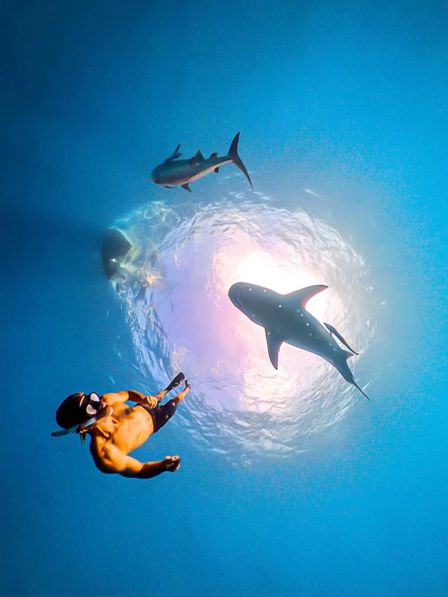 Don&rsquo;t let fear stand between you and your dreams. It&rsquo;s there to test your courage, not to stop your journey
.
.
🆗 
#shark #mentaltraining #tigershark #savetheoceans #instagood #insta360x4 #tahiti #moorea