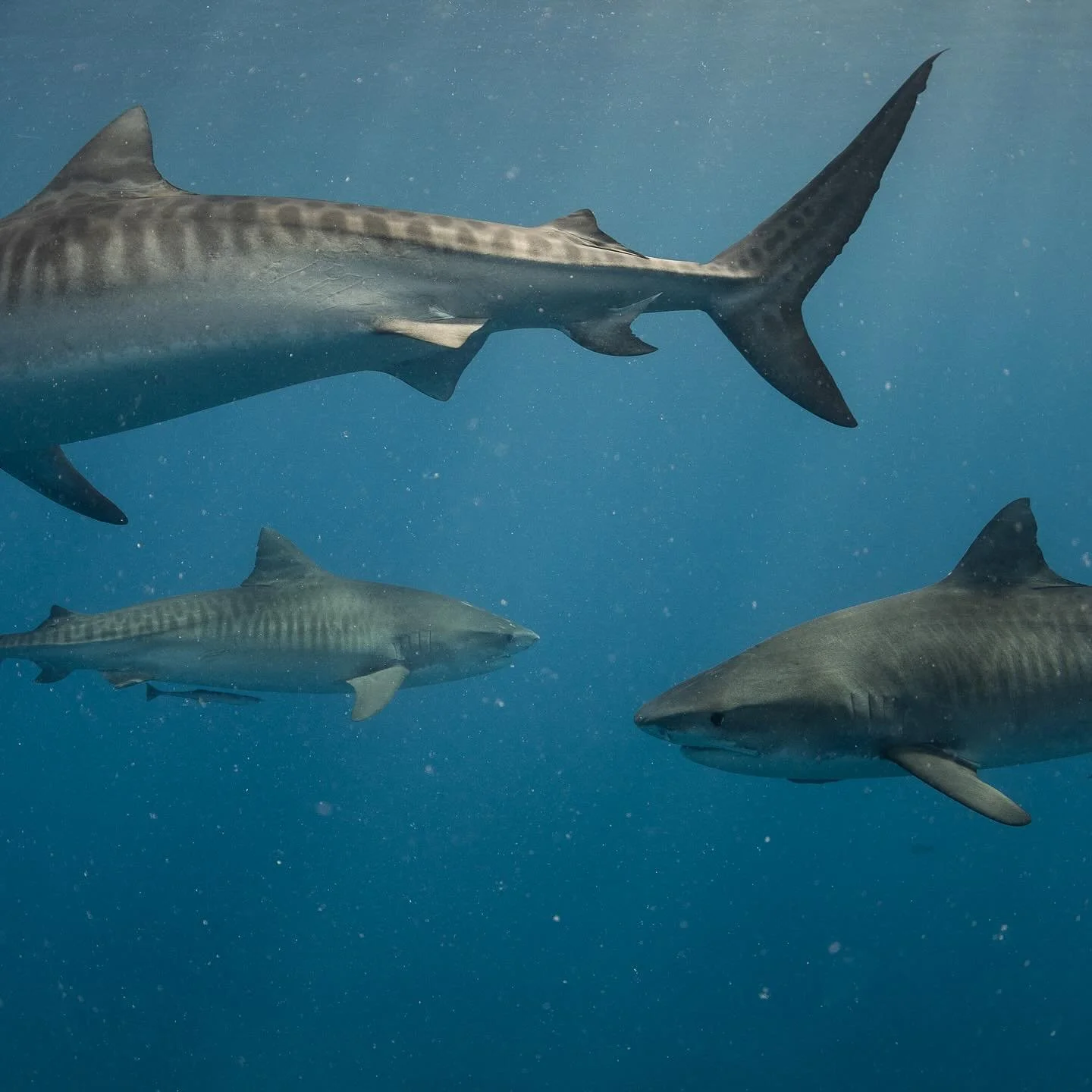 Name these beauties if you can recognize them.
#dahab #shark #tahiti #ocean #airtahitinuiambassadors #moorea #underwater