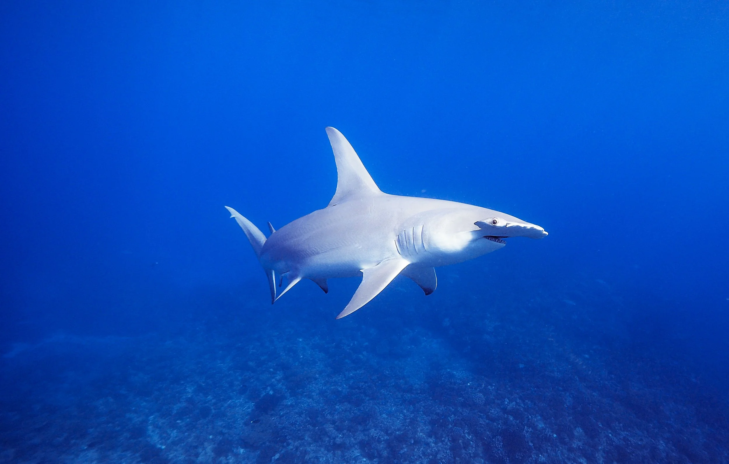 Underwater photographer capturing Polynesian marine wildlife, hammerhead shark