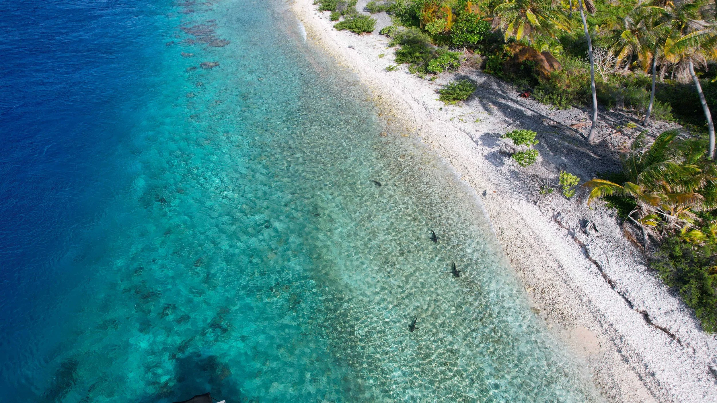 Grey reef sharks cruising in the Tuamotu Archipelago