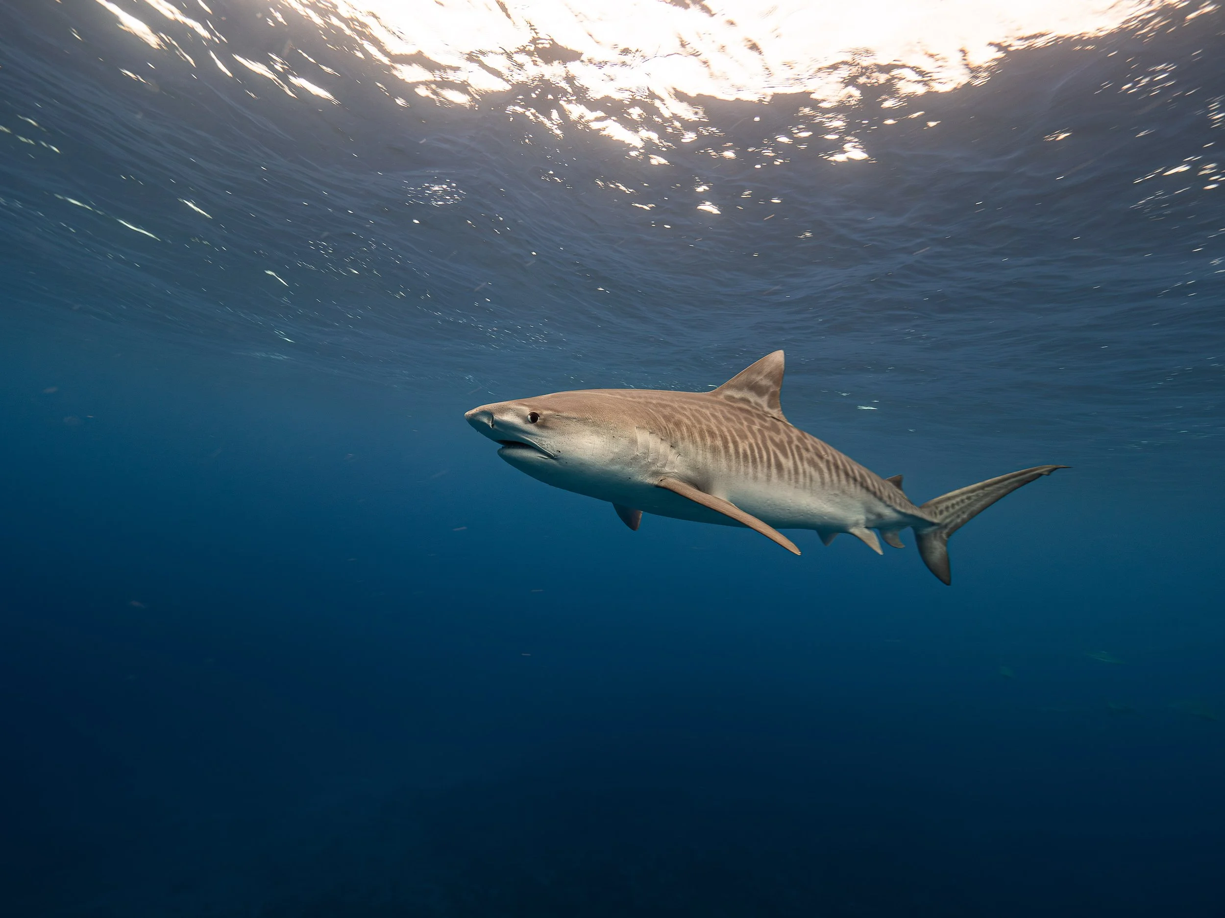 Tiger shark encounter in French Polynesia