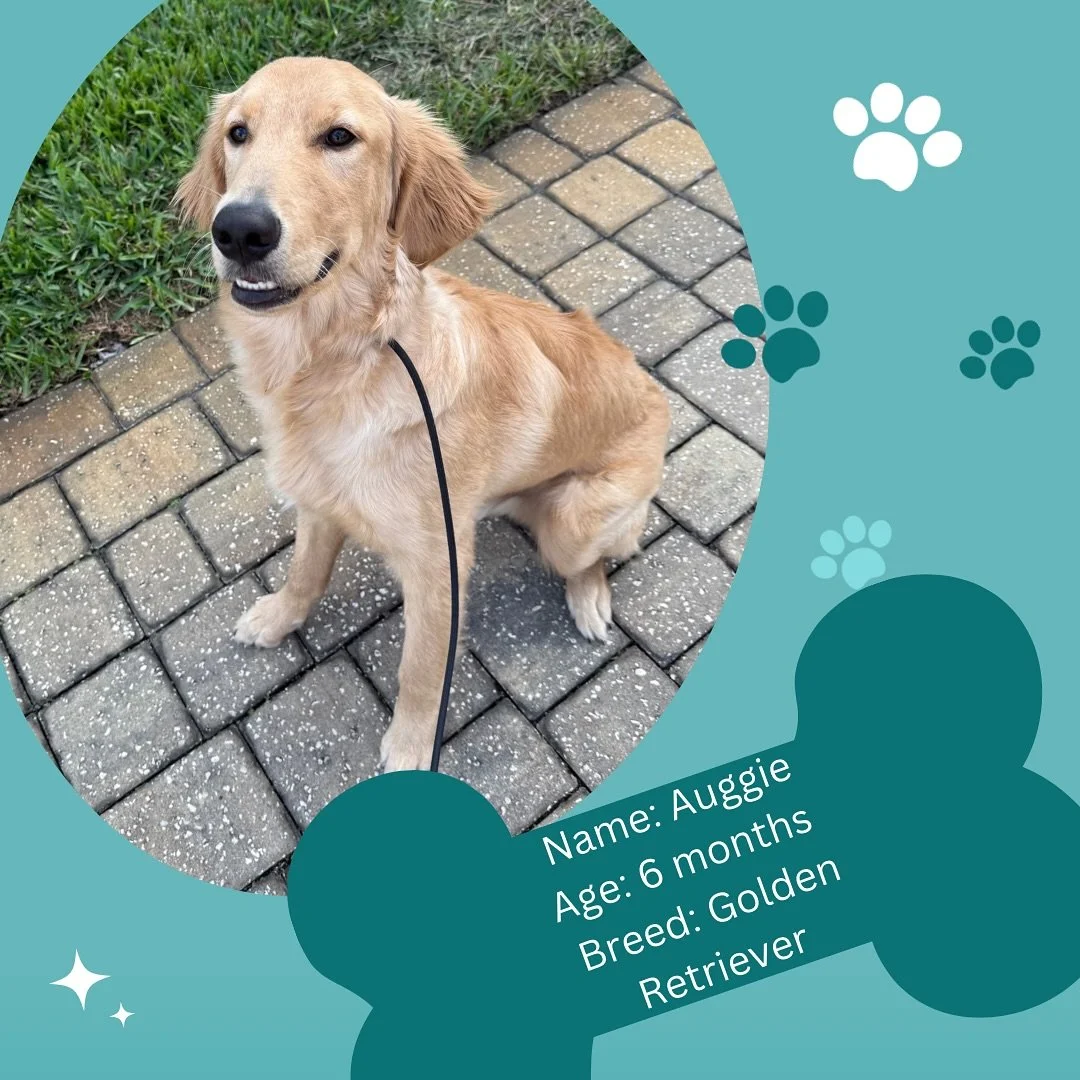 Introducing Auggie 🐾🐾