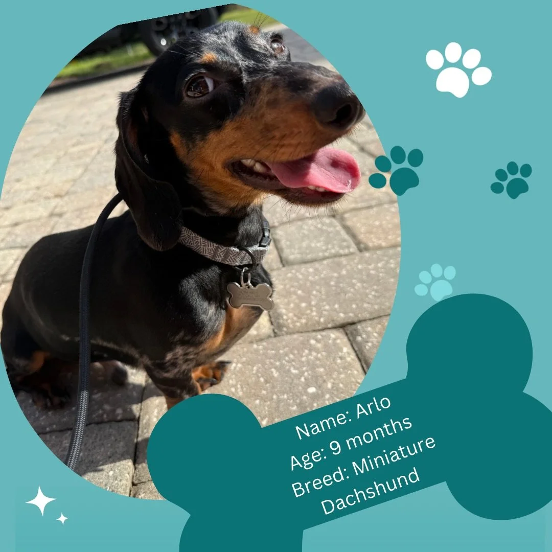 Introducing Arlo 🌭 🐾🐾