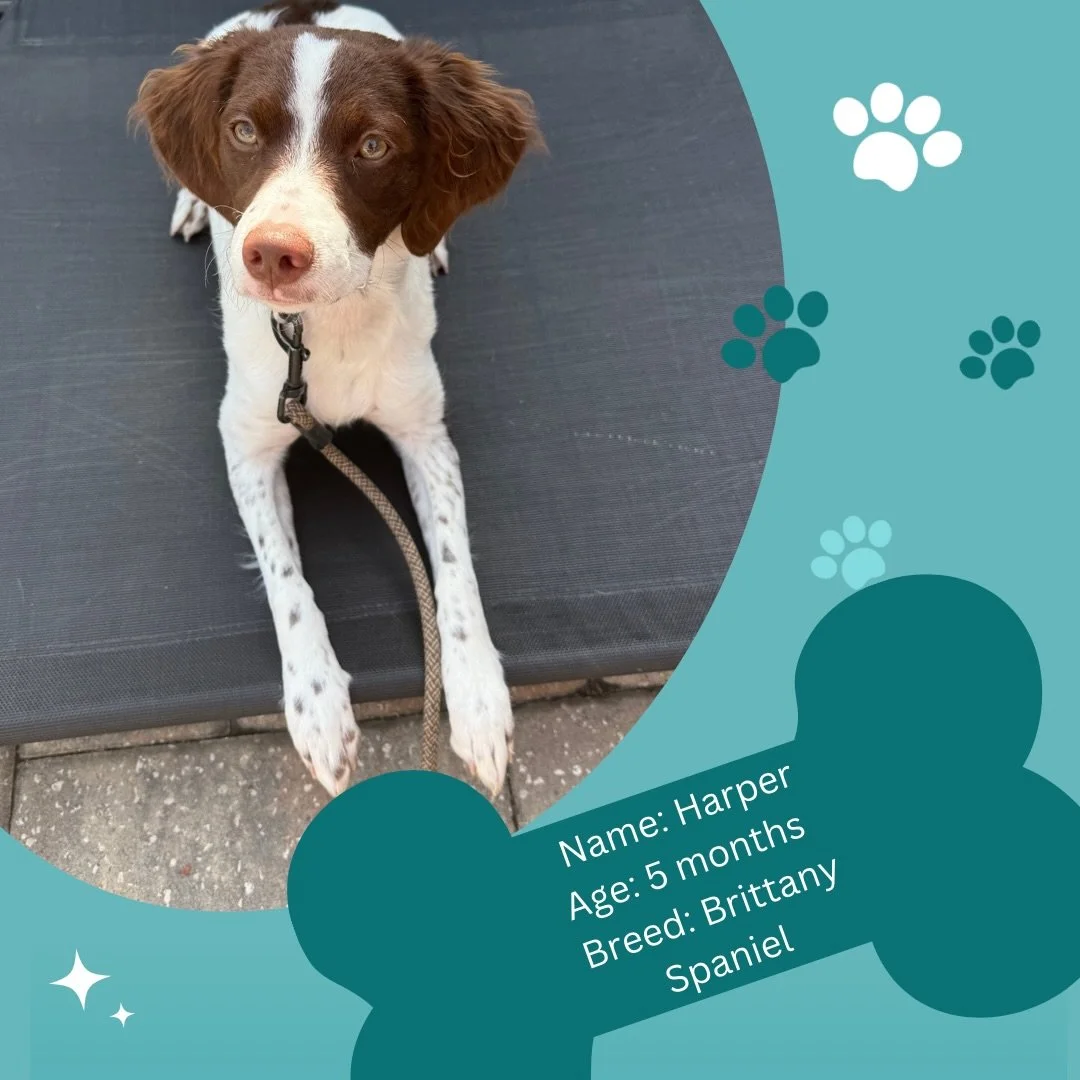 Introducing Harper 🐾🐾