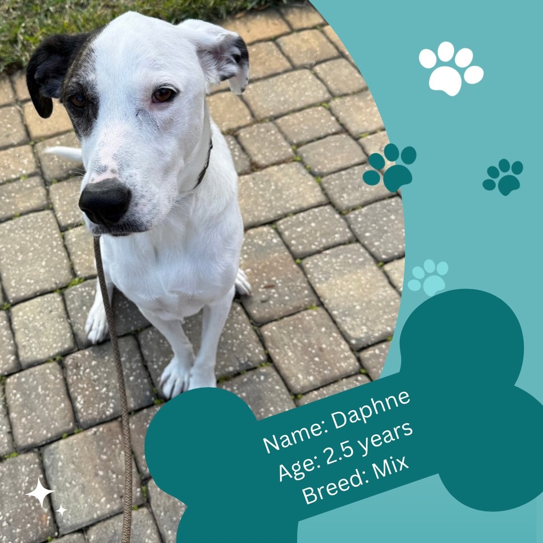 Introducing Daphne 🐾🐾