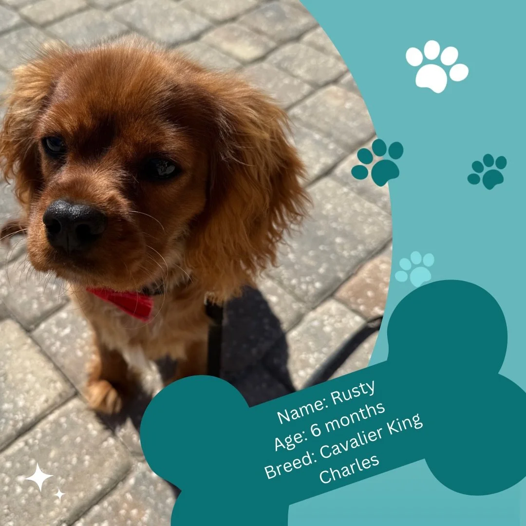 Introducing Rusty 🐾🐾