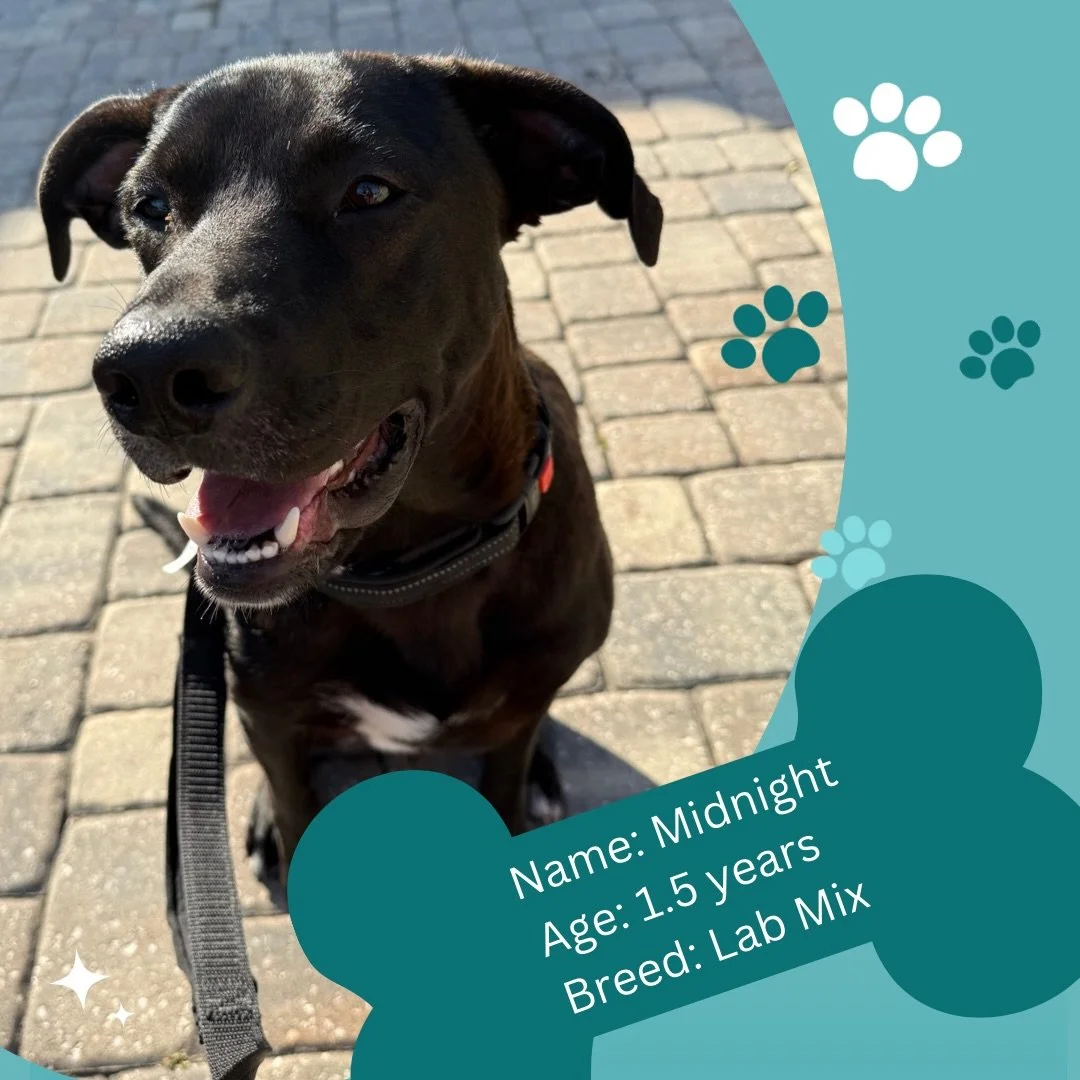 Introducing Midnight 🐾🐾