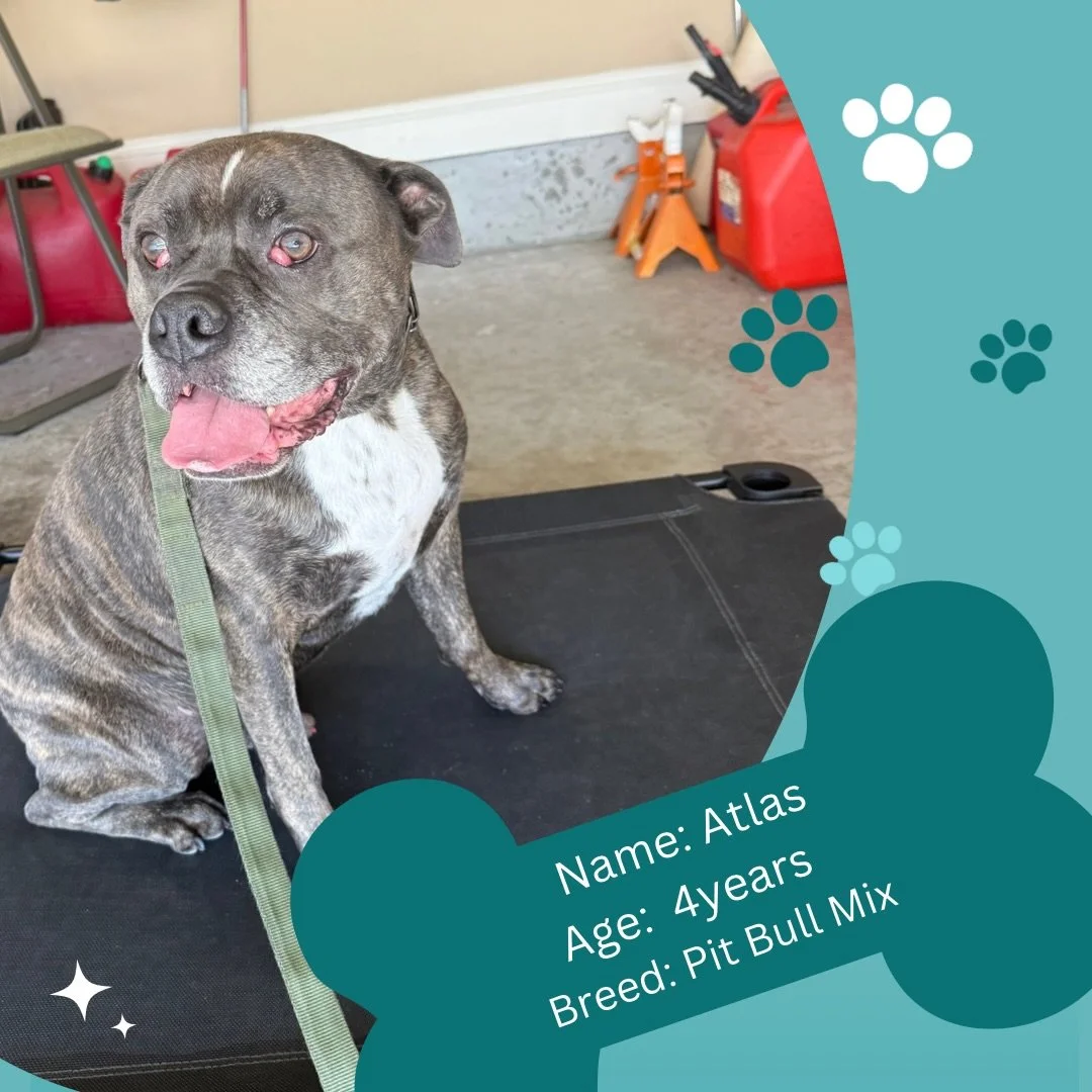 Introducing Atlas 🐾🐾