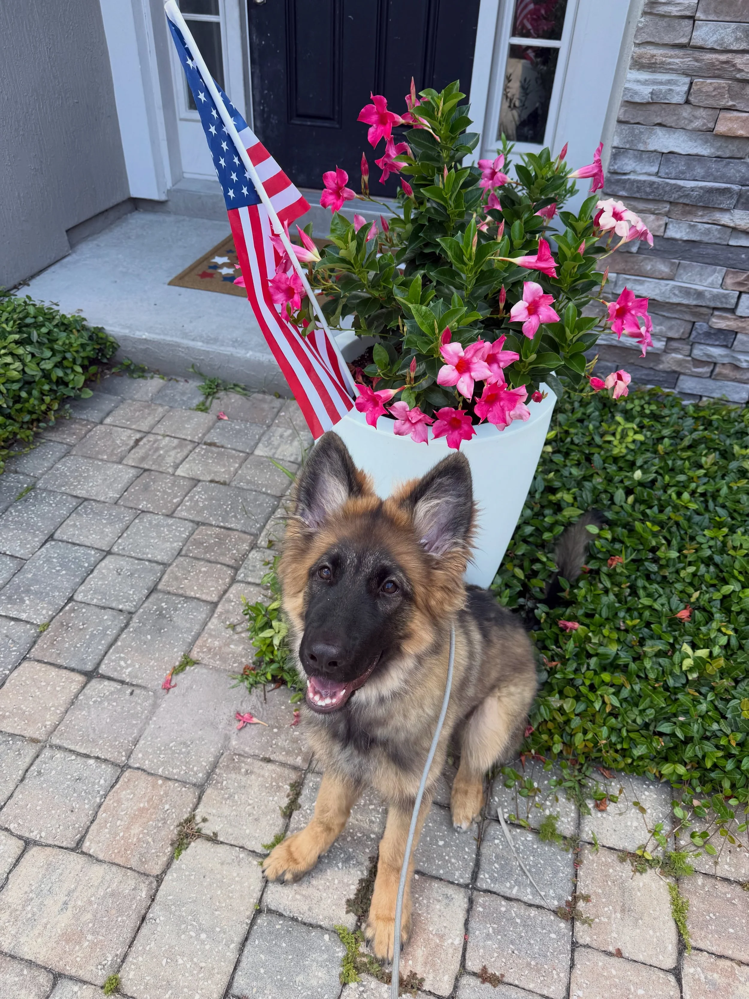 Skye is soaking up the sunshine while we remember the heroes behind our freedom. 🇺🇸🐾