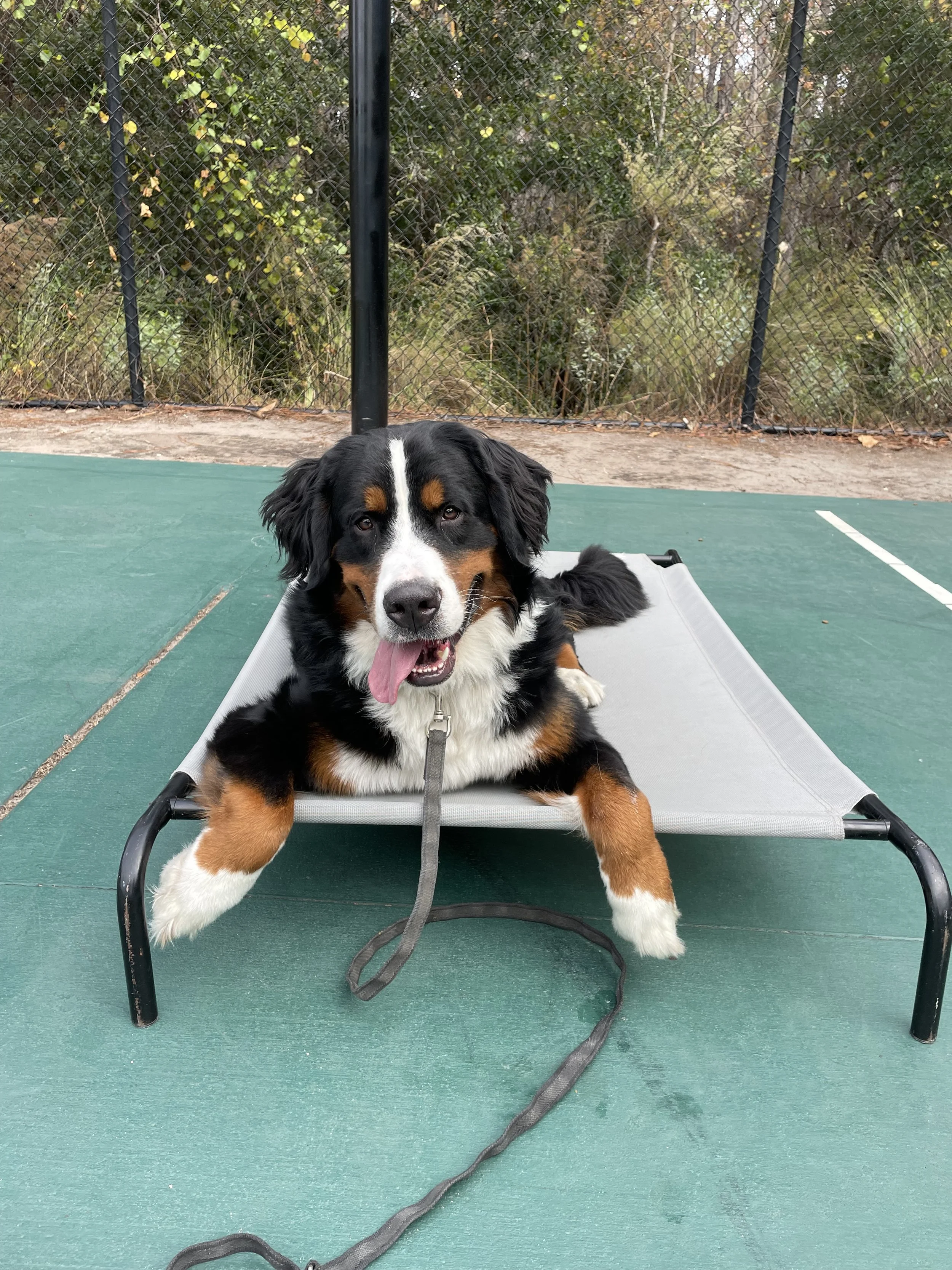 A Bernese Mountain Dog lying on a raised platform outdoors on a tennis court, with a chain leash attached. Behind the dog, there is a chain-link fence and greenery.