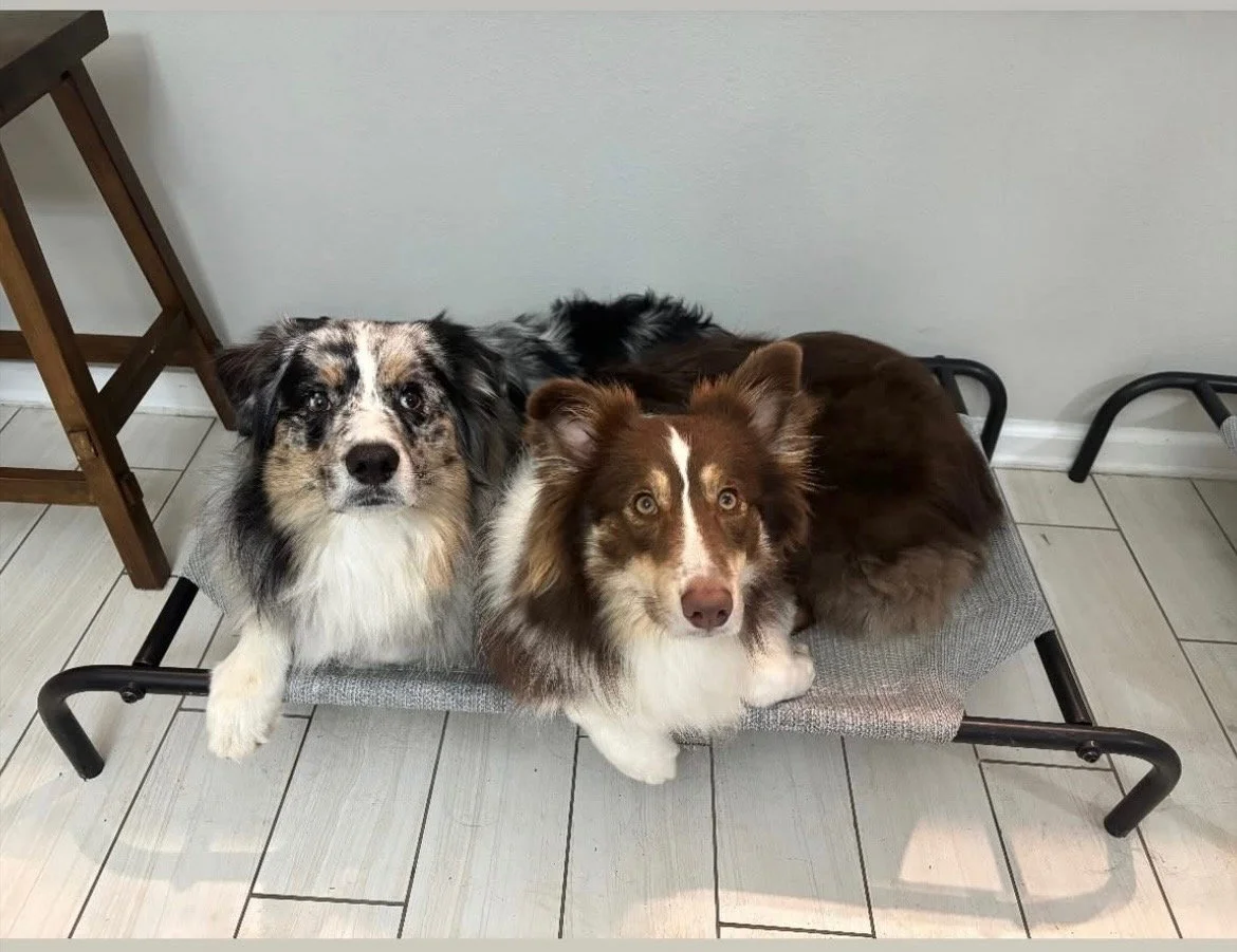 Two Australian Shepherd dogs lying on a raised pet bed with a gray woven surface, in a room with light-colored tiled floor and a light gray wall.