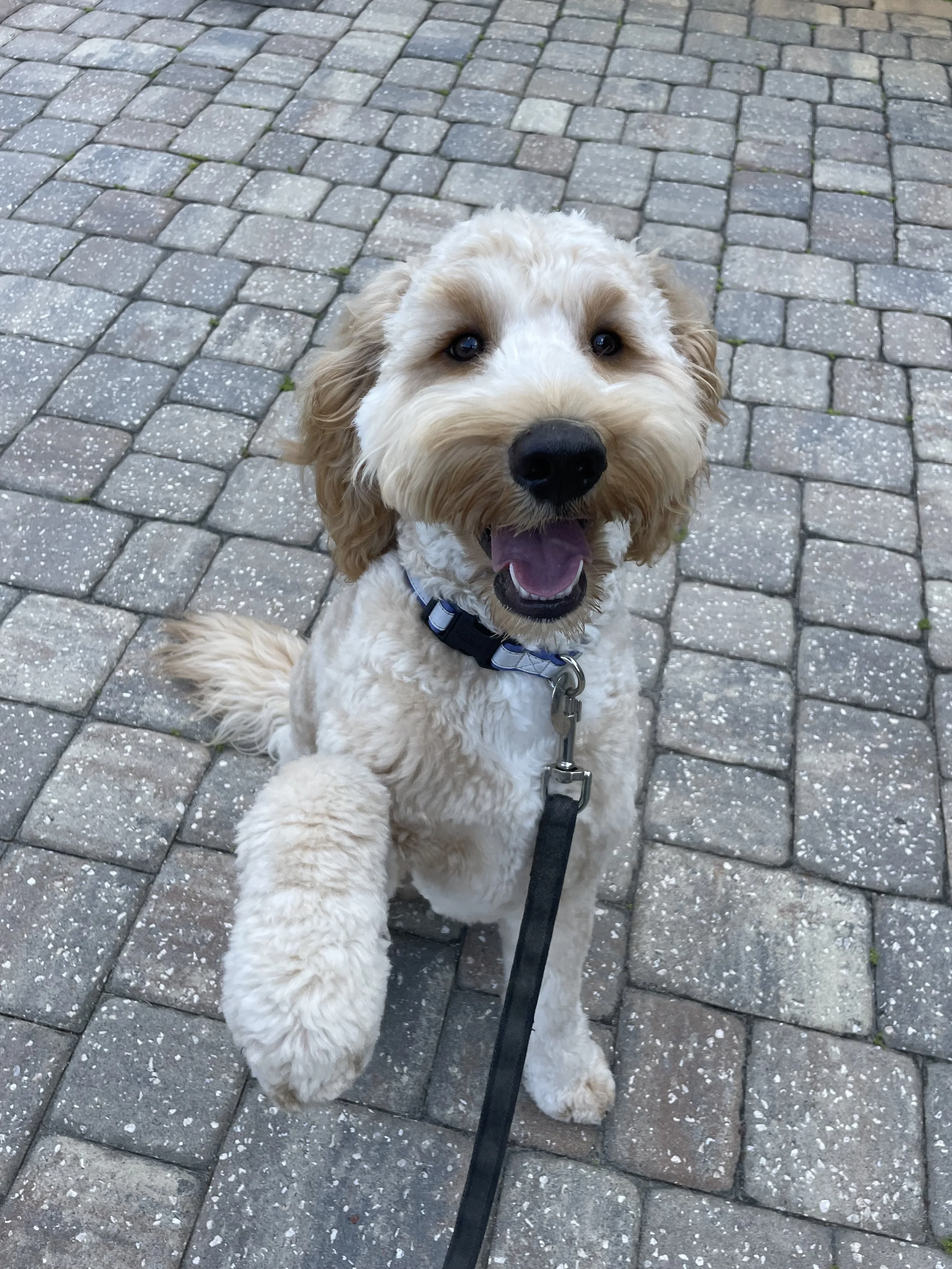 A happy, cream-colored dog with curly fur, sitting on a paved stone walkway, with one paw raised.