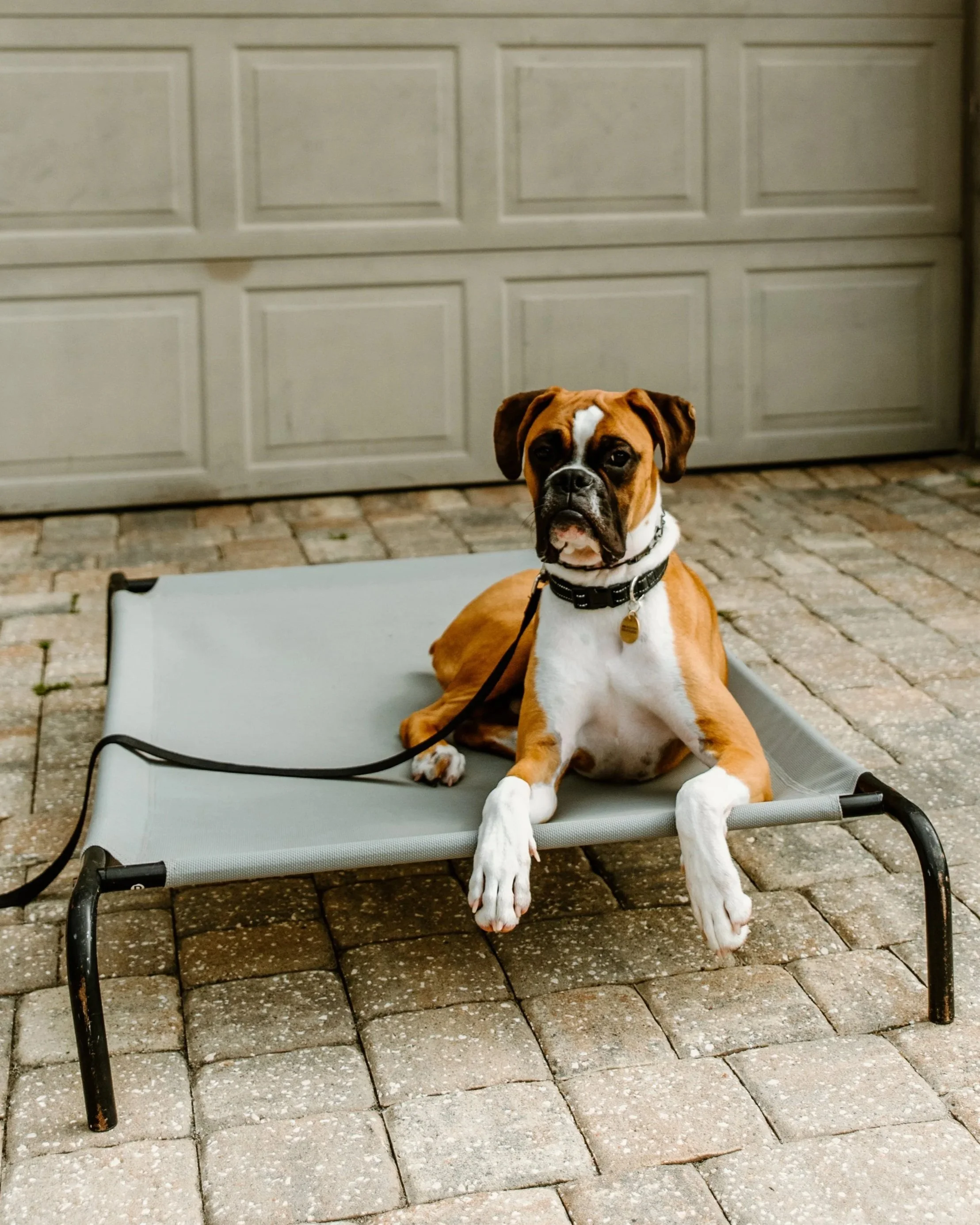 A Boxer dog lying on a gray elevated pet bed on a brick driveway in front of a closed garage door.