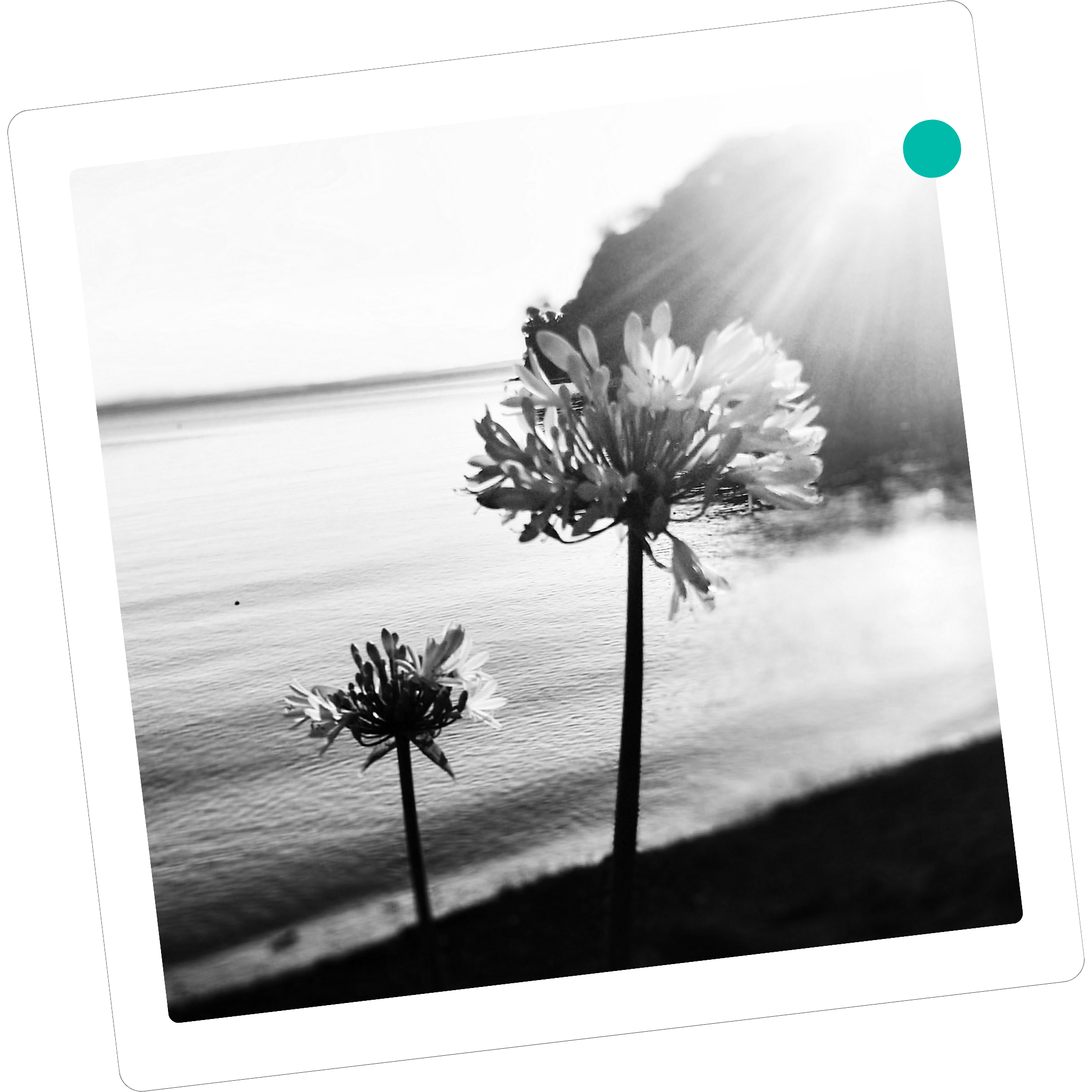 Black and white photograph of a flower with multiple petals in front of a body of water, possibly a lake or sea, with the horizon and sky visible in the background.
