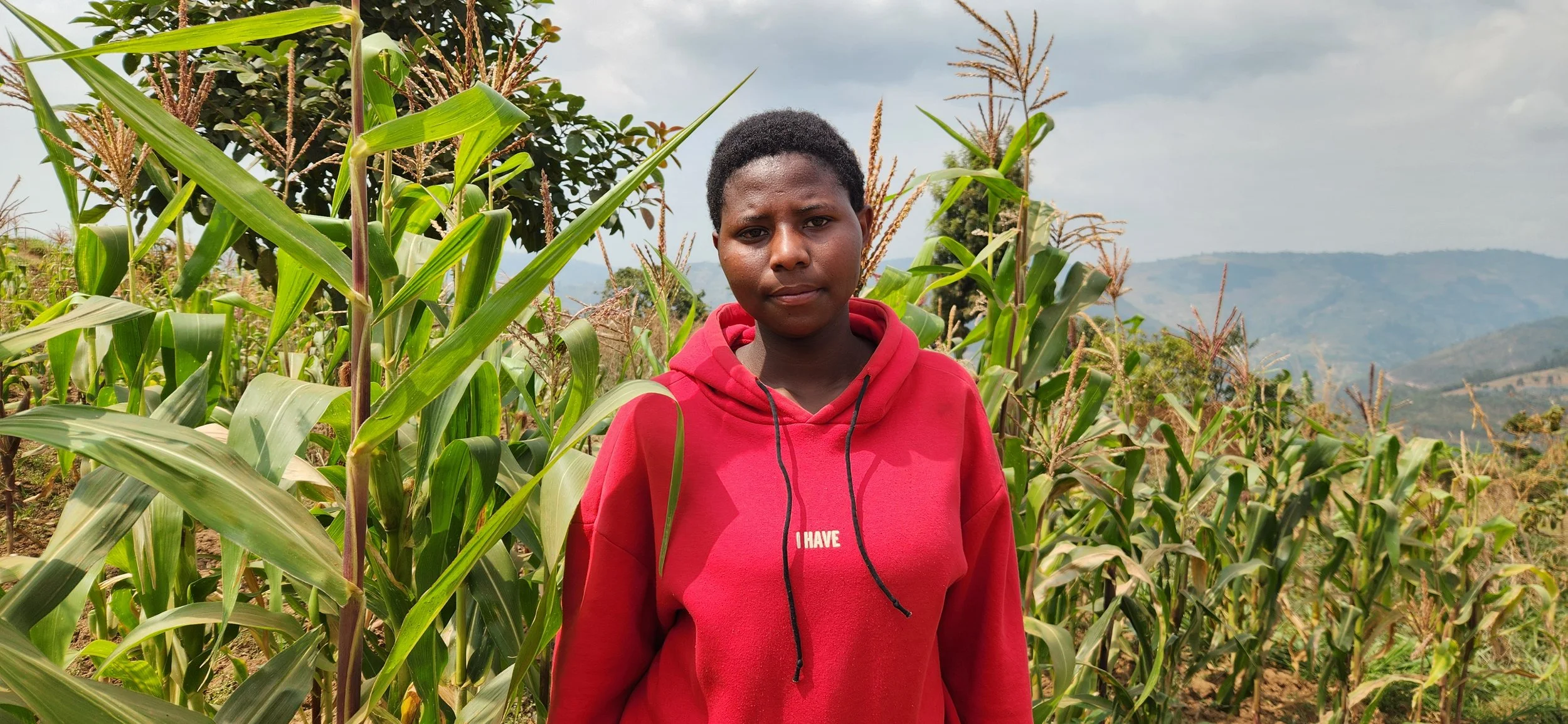 A young person standing in a cornfield with green leaves and stalks, mountains in the distance, and cloudy skies overhead.